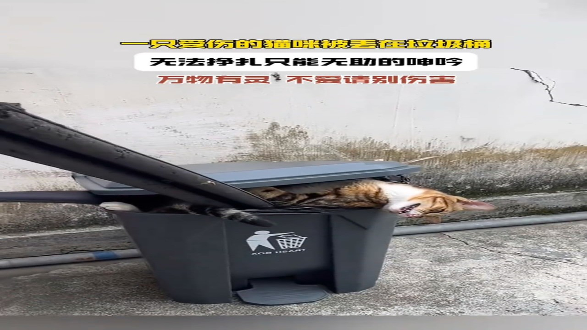 Full story: T0507001_Stray Cat in trash