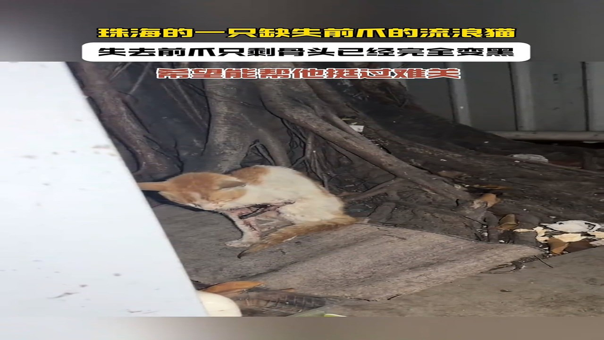 Full story: T0507002_Animal Rescue Story