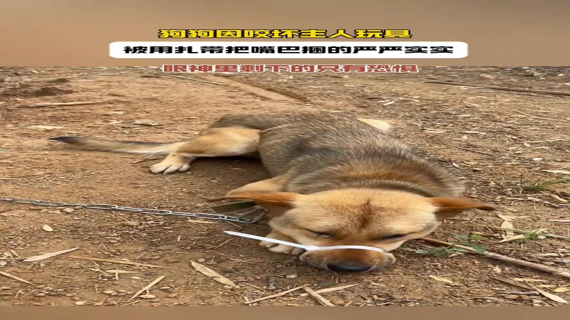 Full story: T0507003_Animal Rescue Story