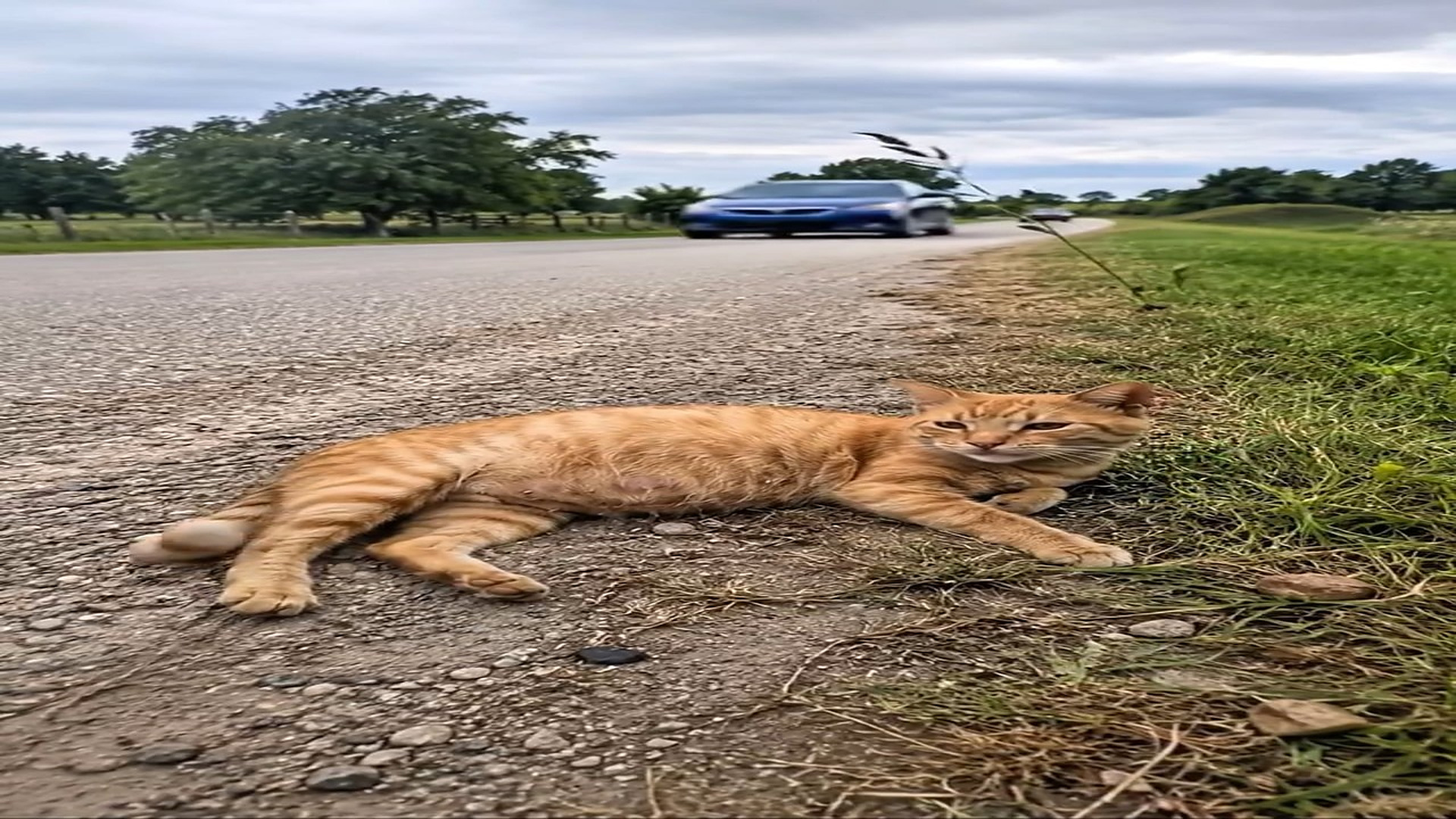 Full story: T0507004_Pregnant cat rescued just in time Sakhawat Mind AI