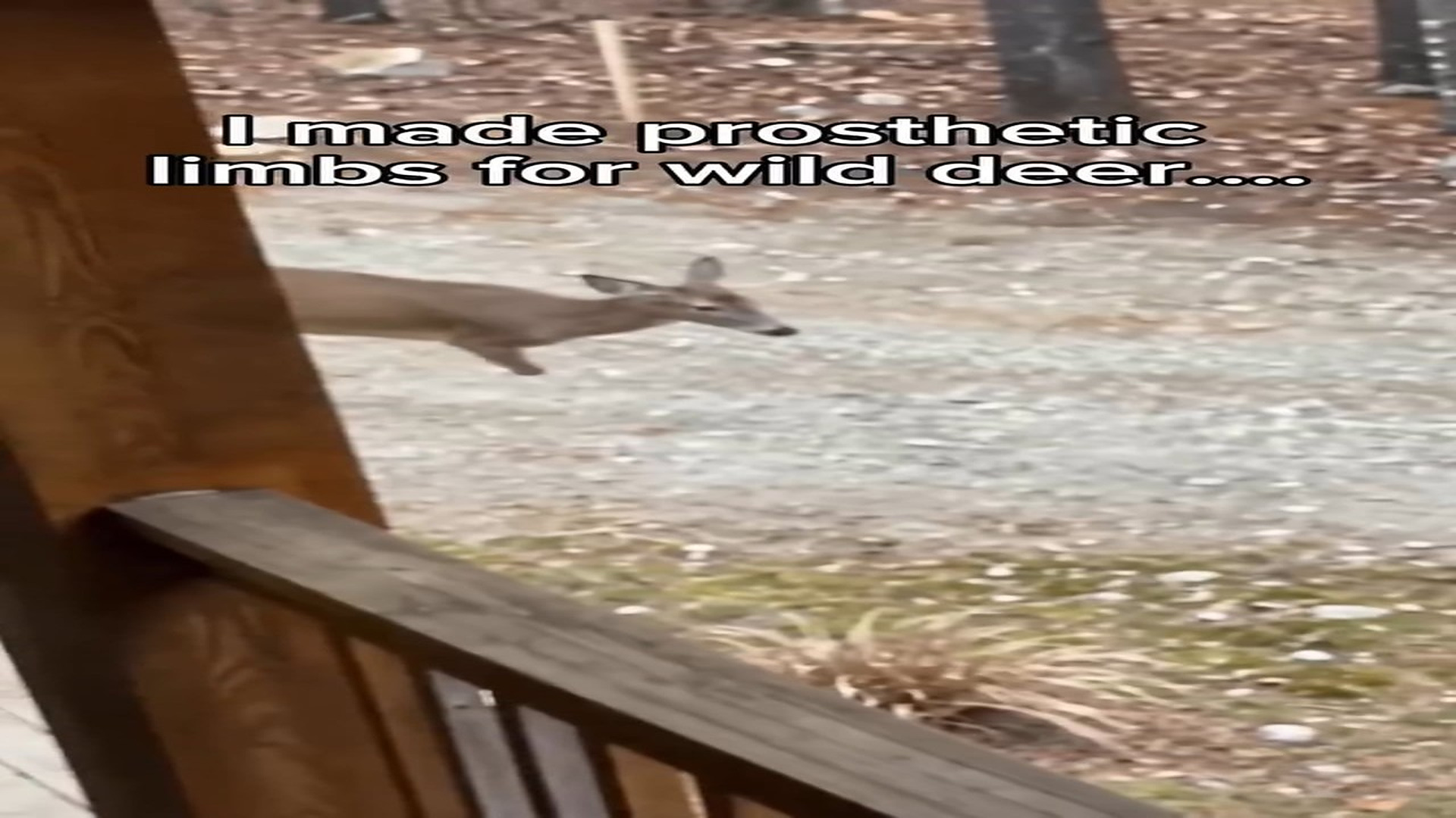 Full story: T0507015_Deer prosthetics