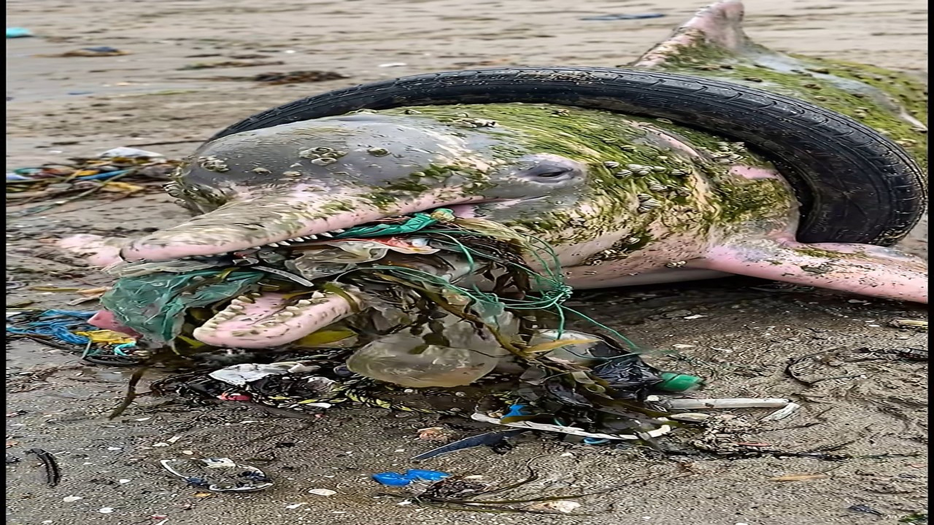 Full story: T0507017_Golden Dog Rescues Stranded Dolphin