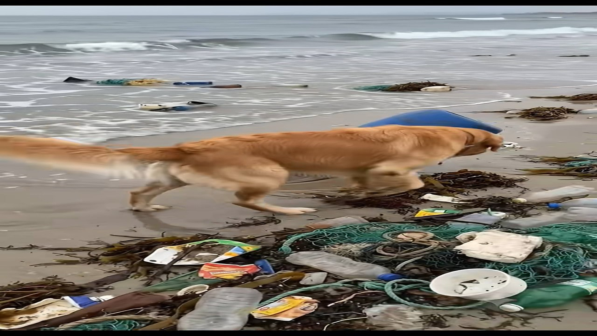 Full story: T0507018_Golden rescues trapped seal plastic barrel!