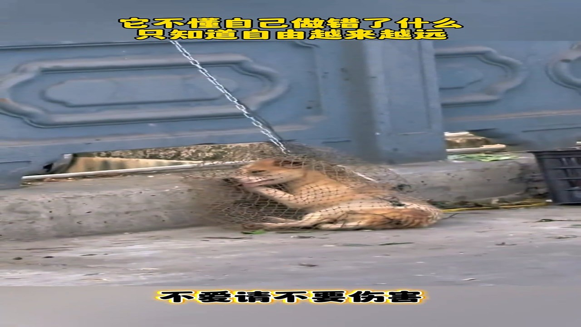 Full story: T0507035_It did nothing wrong, but it had to pay for human malice.