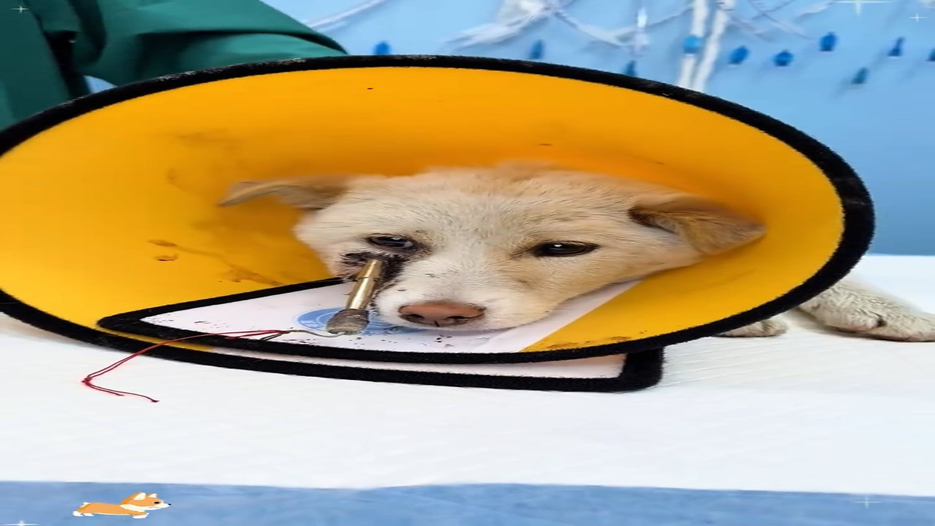 Full story: T0907032_Tiny Animal Found Struggling To Survive