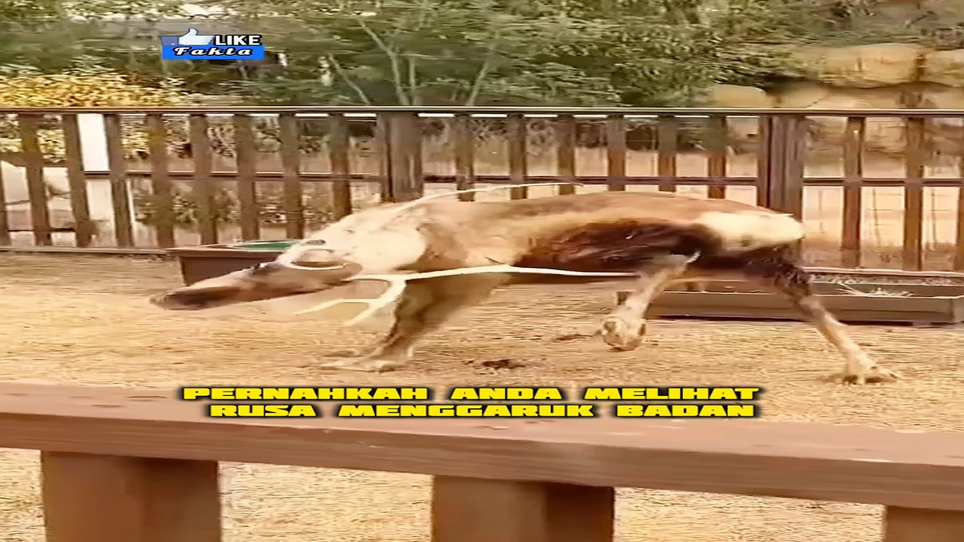 Full story: T0907028_Ternyata ini fungsi tanduk rusa