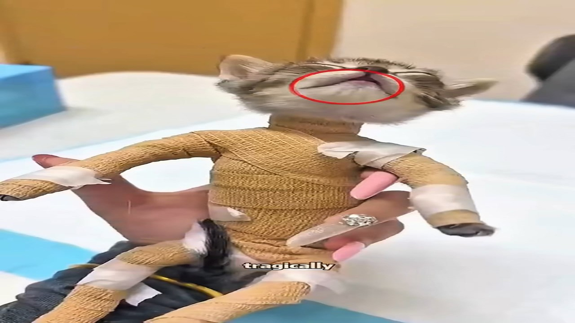 Full story: T0907027_Helpless Animal Found Alone In The Rain