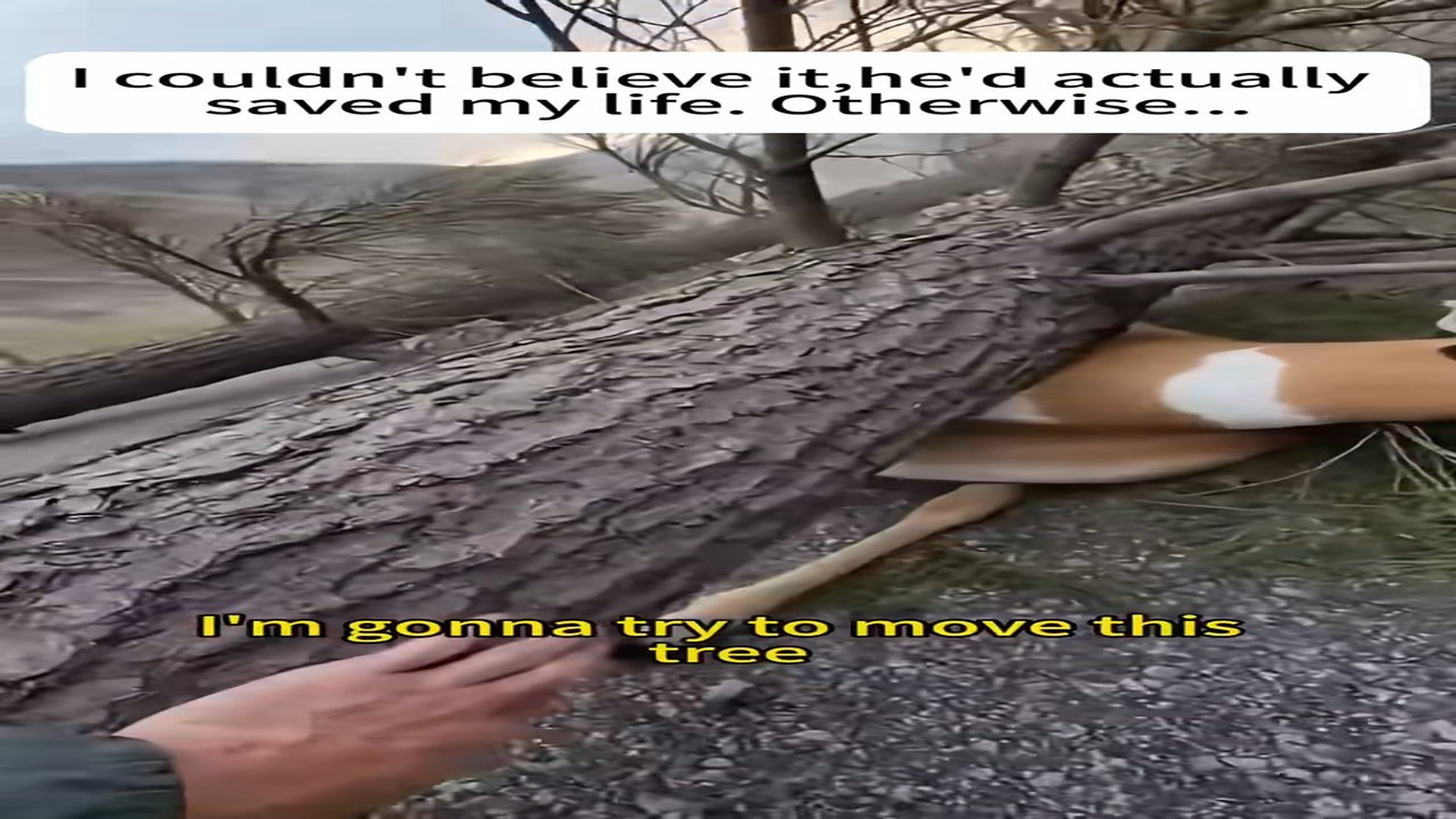 Full story: T0907026_saved sheep was crushed