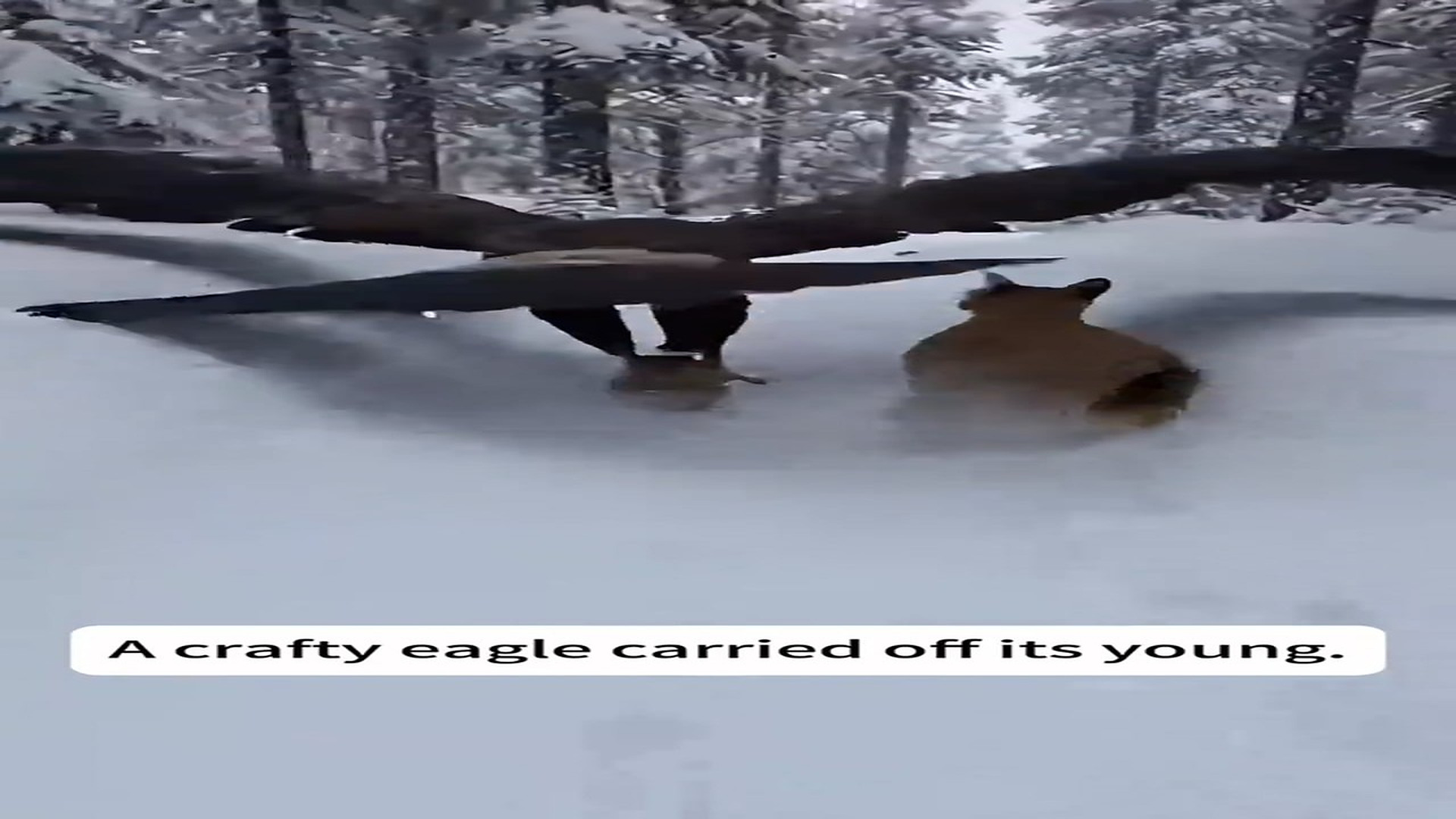 Full story: T0907013_eagle stole cougar cub