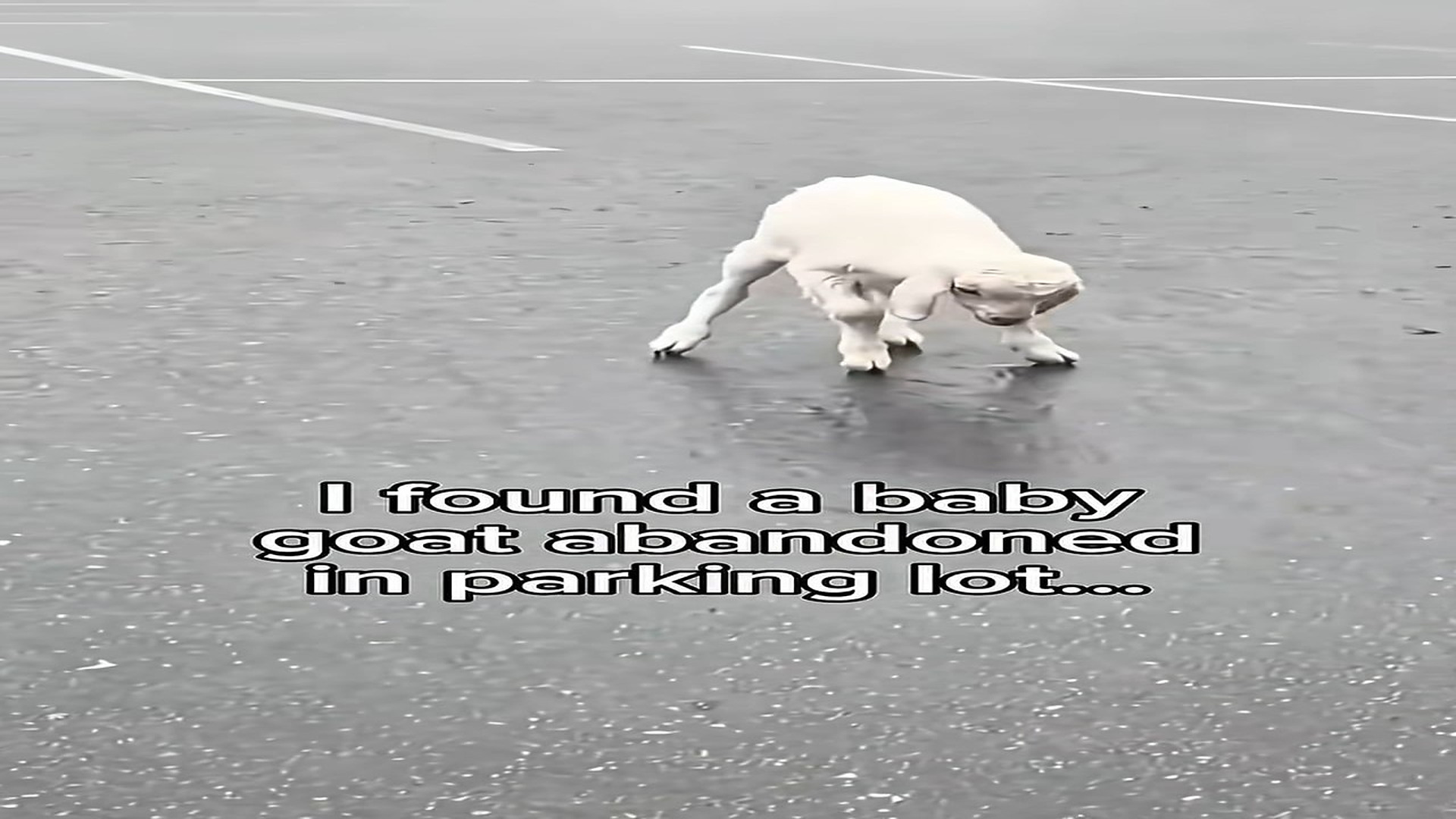 Full story: T0907012_dog loved all her heart Real animal rescues cro