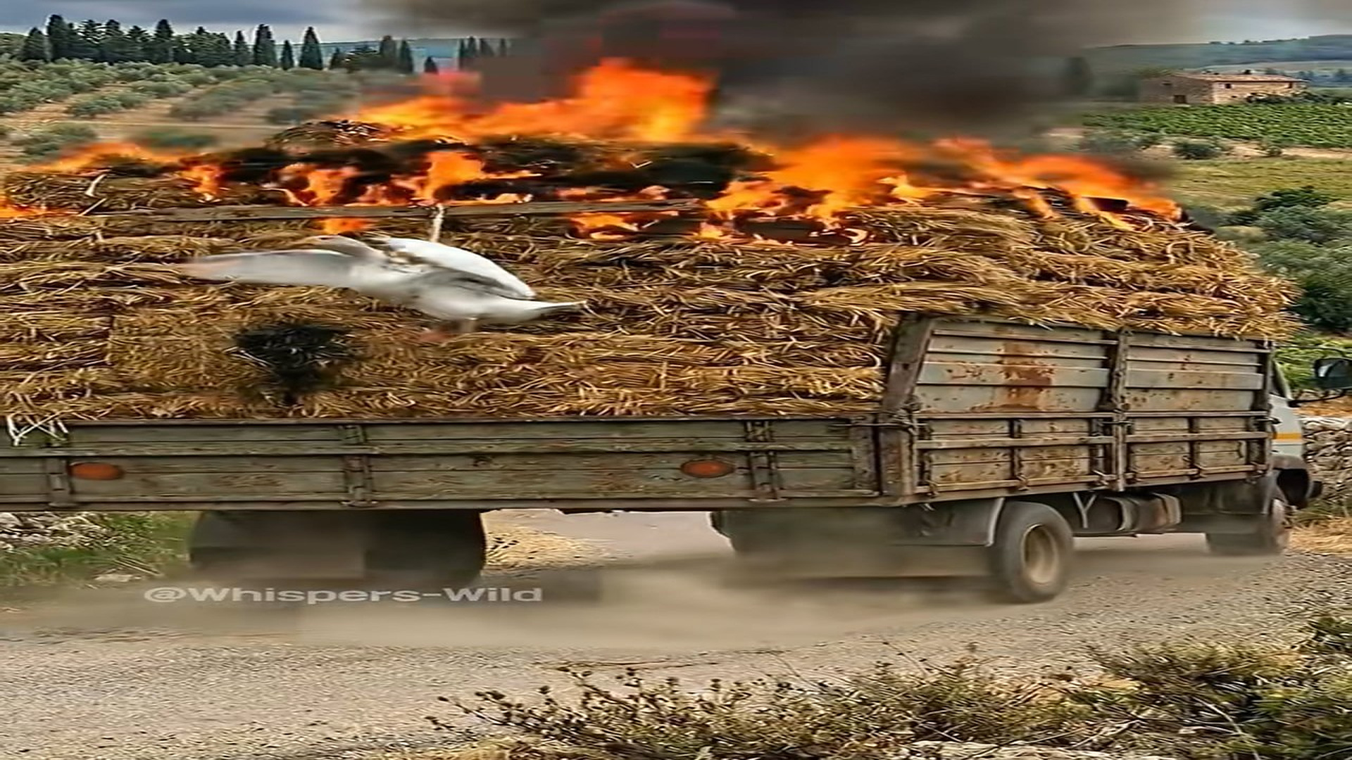 Full story: T0907009_Brave Goose Stops Blazing Truck to Save Trapped Mate