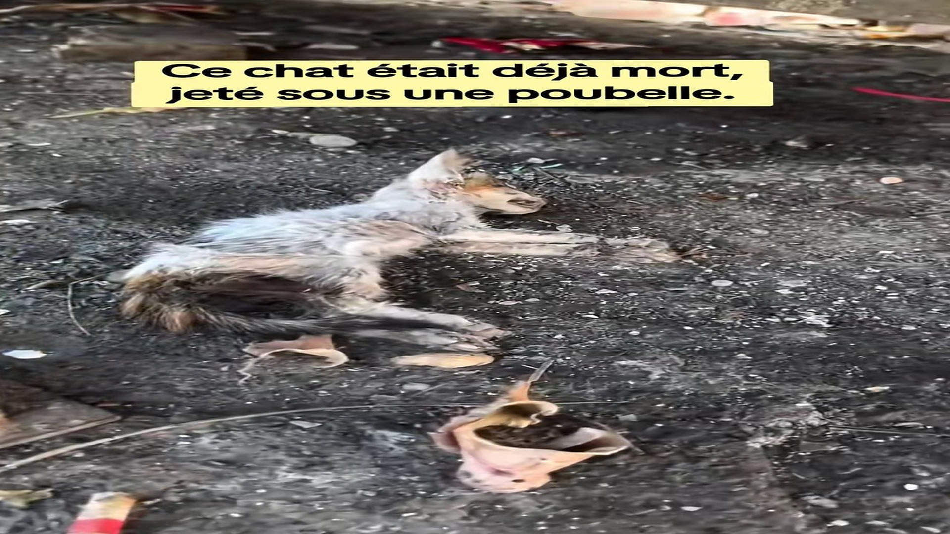 Full story: T0907007_Animal Rescue Story