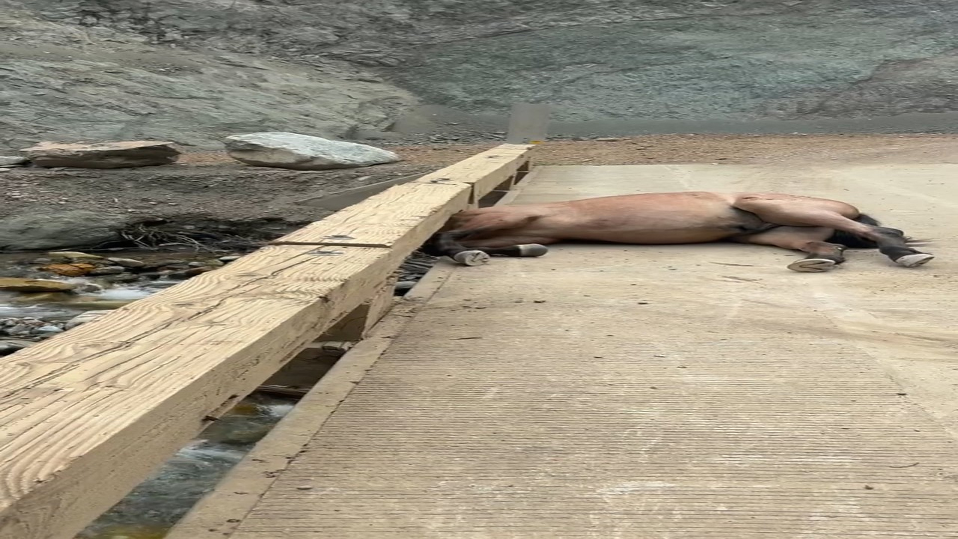 Full Story: T1407017_Lonely Animal Finally Meets Its Rescuers