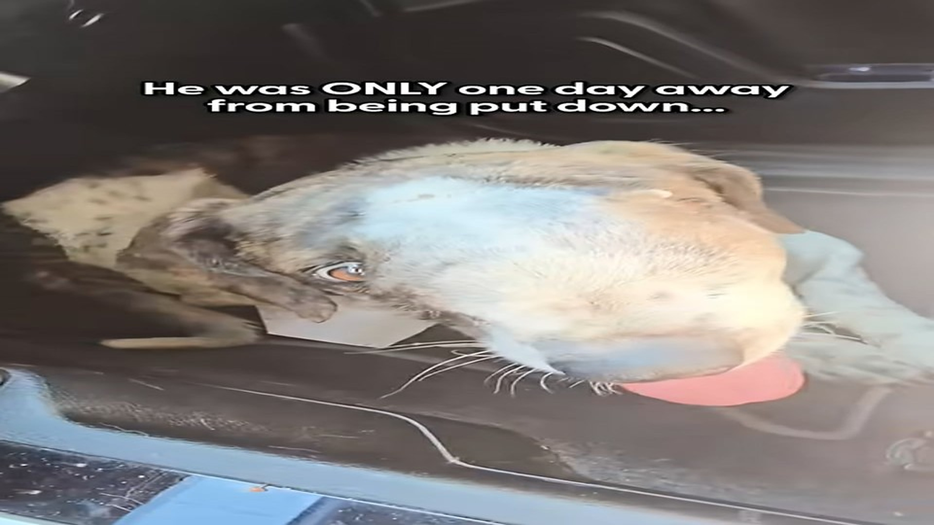 Full Story: T1407009_Dog Face Tumor Had Hours Left Until Someone Saved Him Dodo