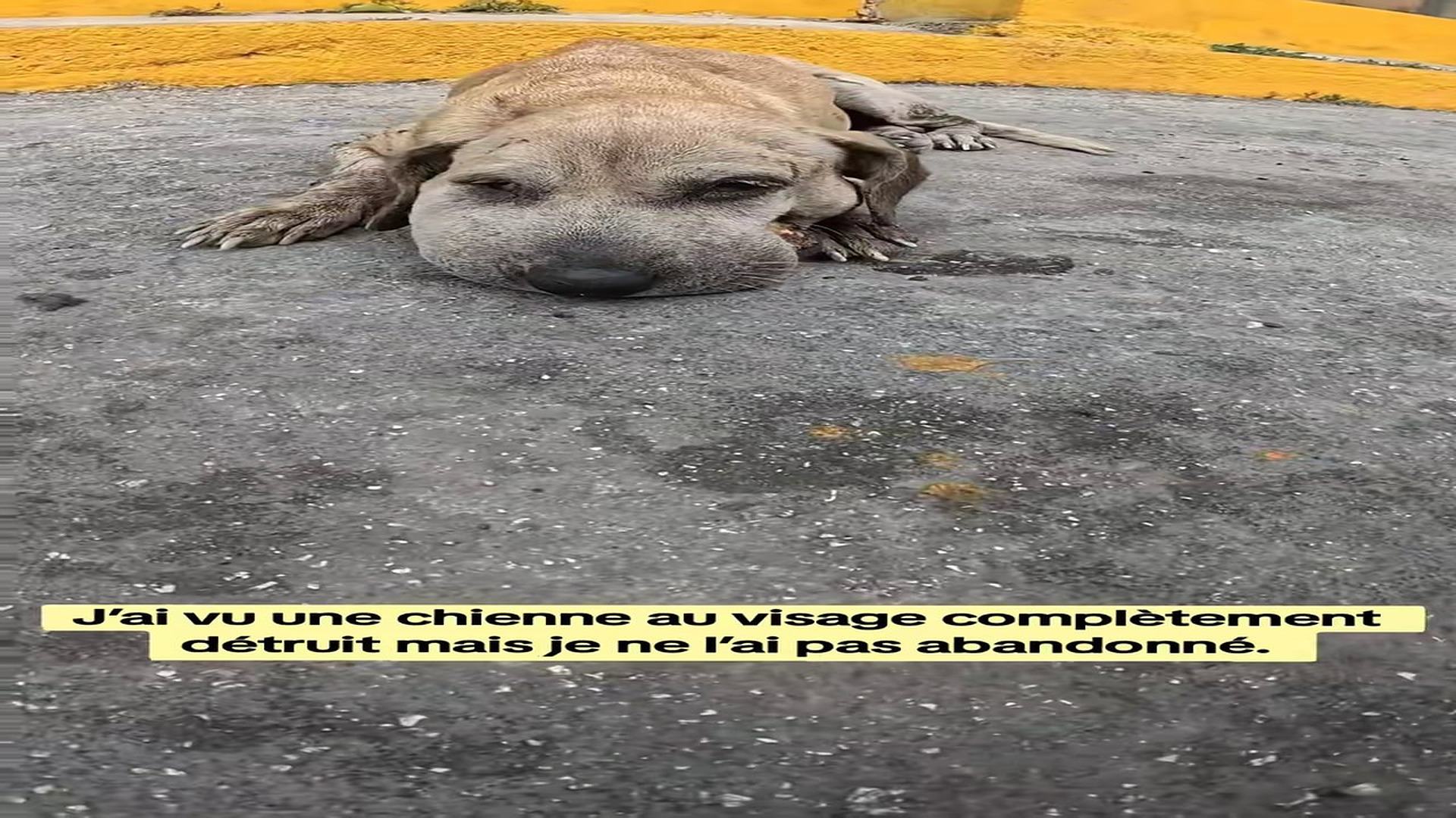 Full Story: T1407001_Animal Rescue Story