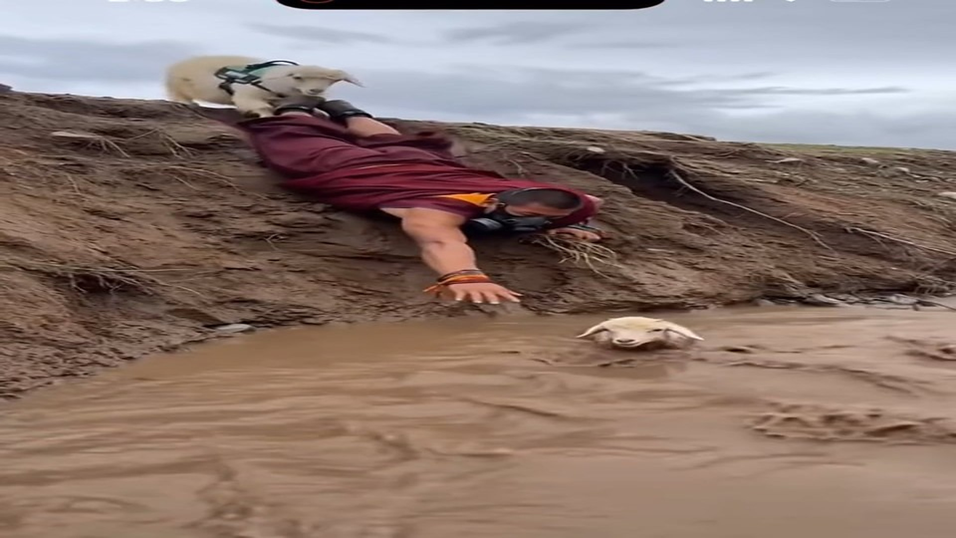 Full Story: T1507037_Rescued Animal Takes Its First Step Toward Safety