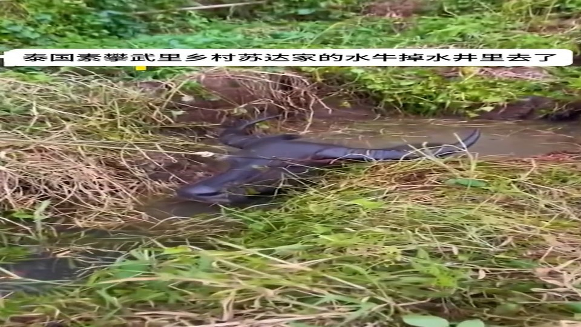 Full Story: T1507035_Abandoned Animal Found Crying For Help