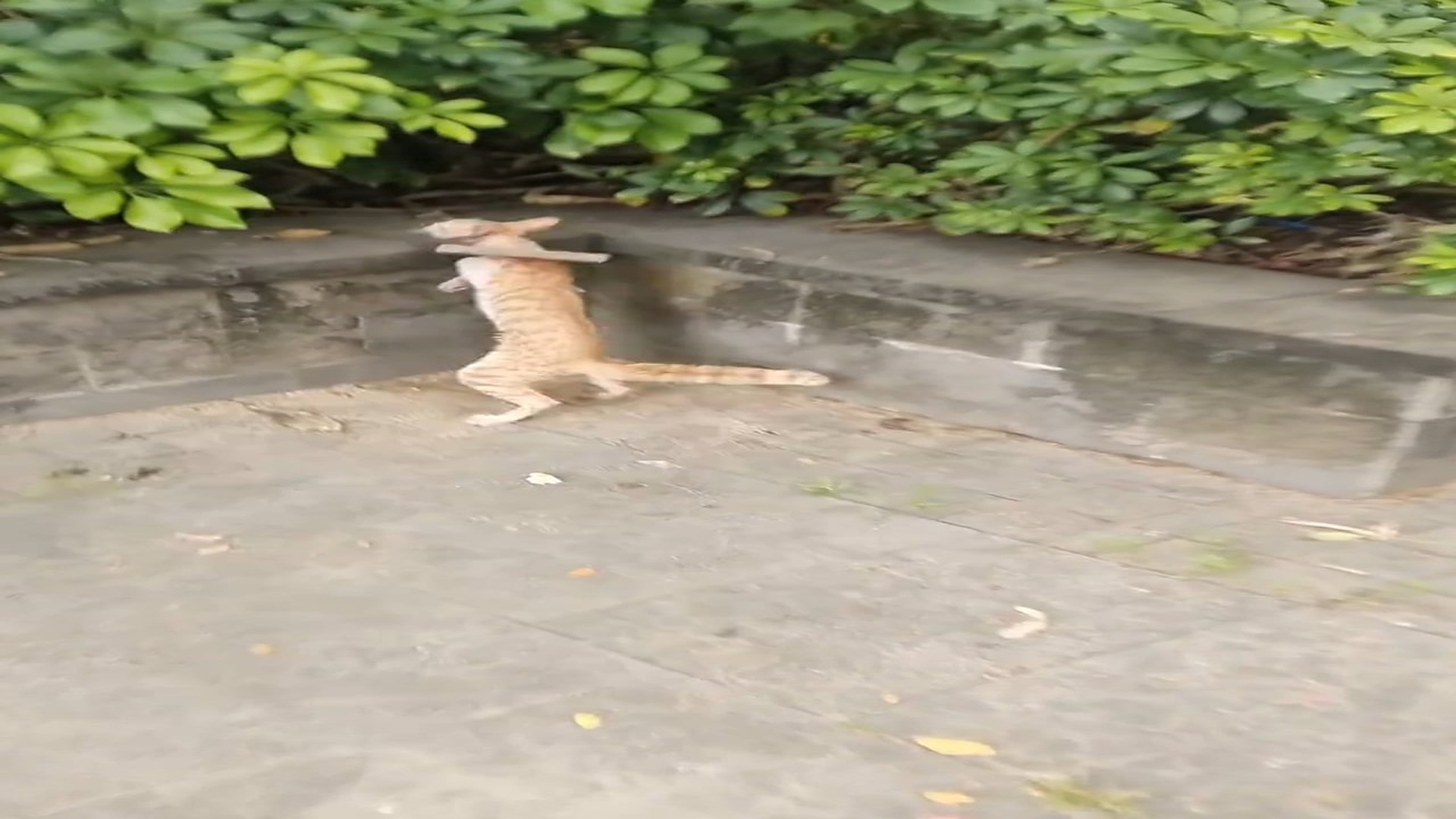 Full Story: T1507034_Poor Animal Finally Gets The Rescue It Needed
