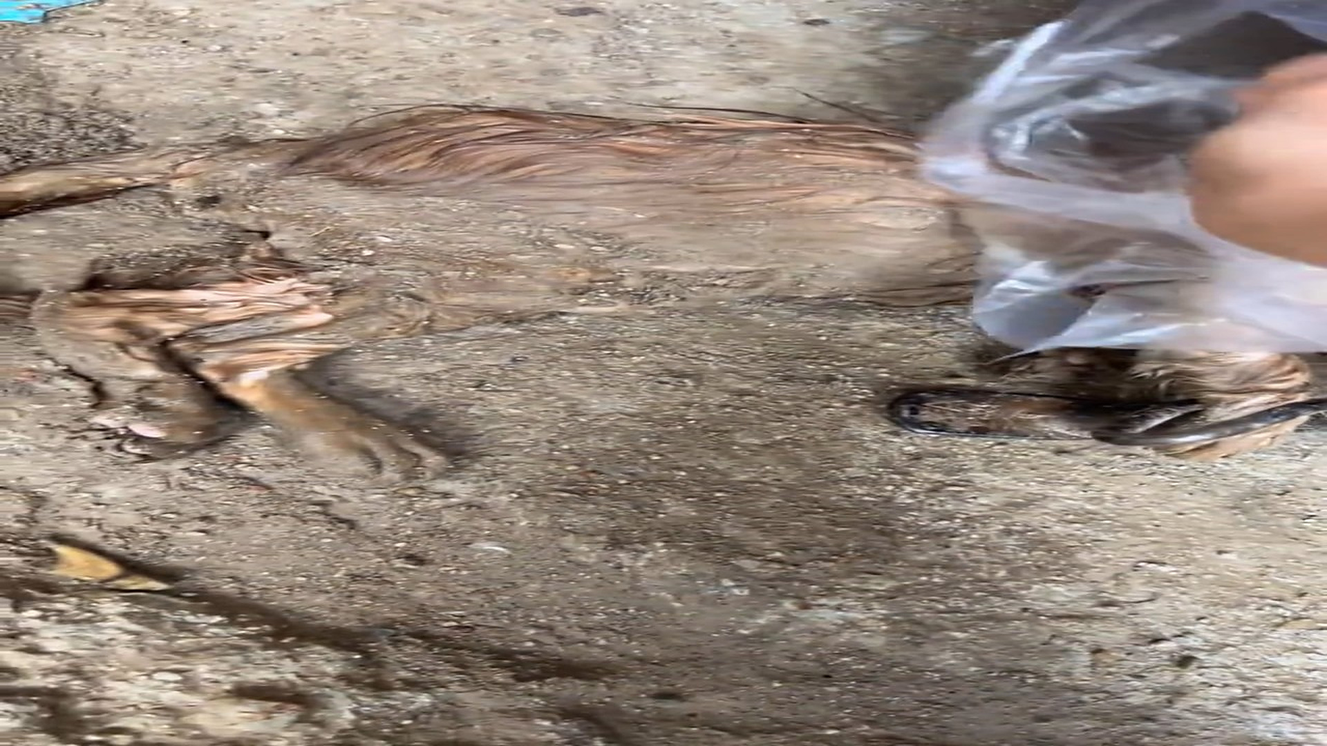 Full Story: T1507031_Poor Animal Finally Gets The Rescue It Needed