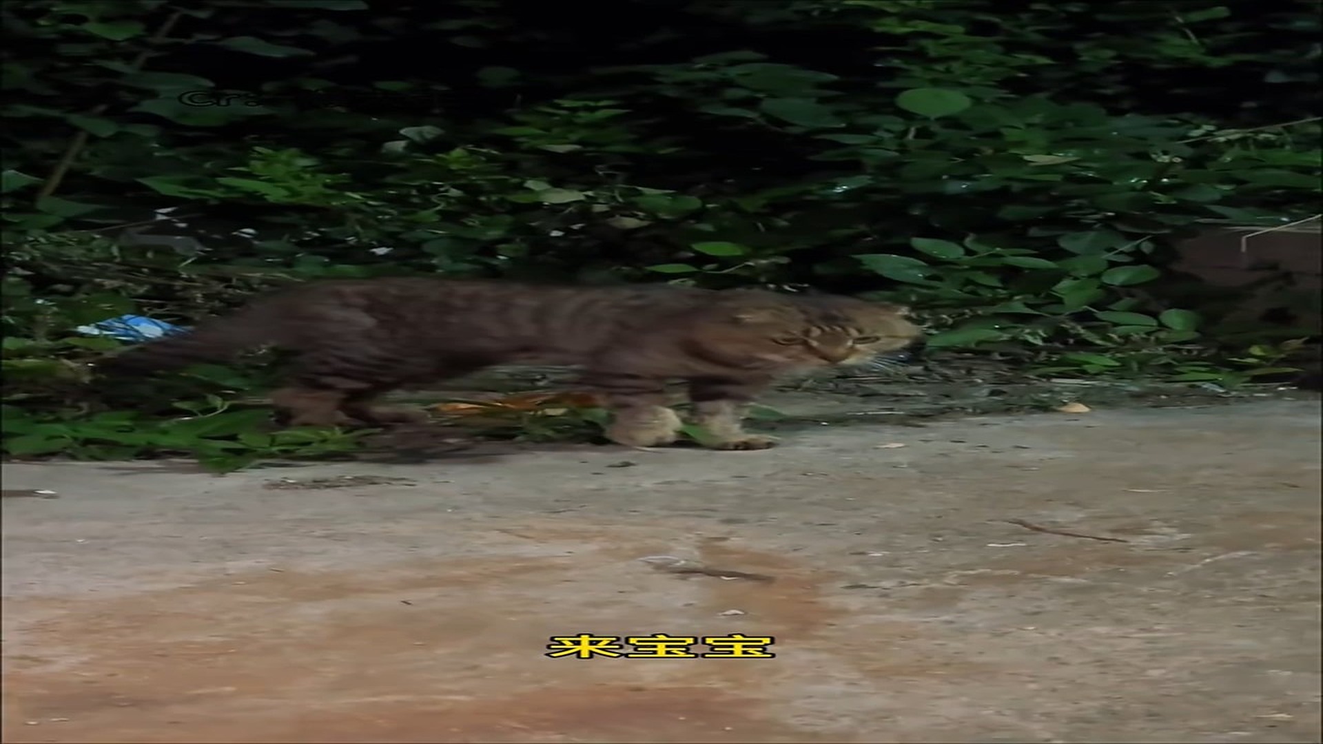 Full Story: T1507032_Poor Animal Could Barely Move Before Rescue