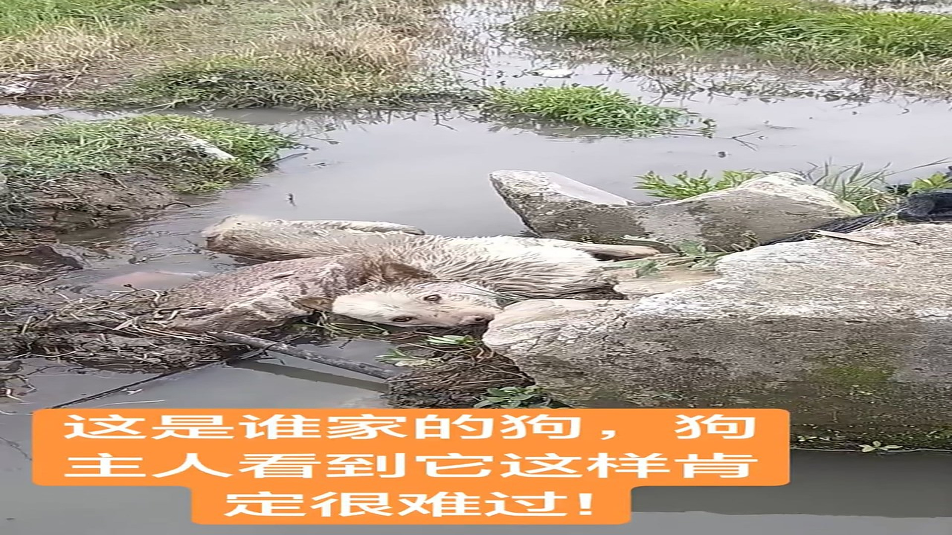 Full Story: T1507030_Rescue Team Brings Hope To A Helpless Animal