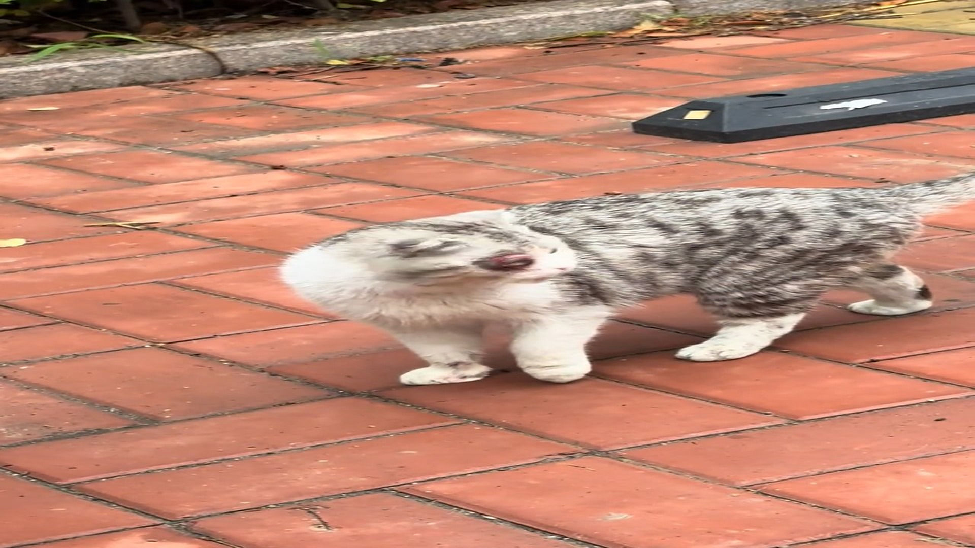 Full Story: T1507029_Rescuers Save A Weak Animal Just In Time
