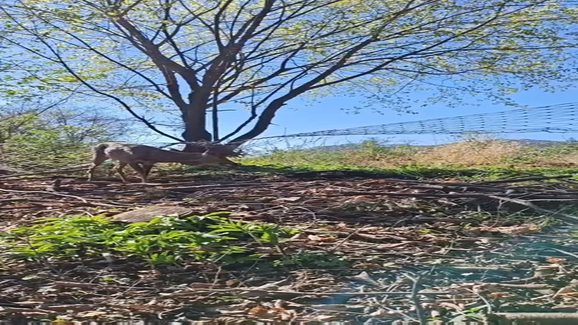 Full Story: T1507028_Abandoned Animal Starts A New Life After Rescue
