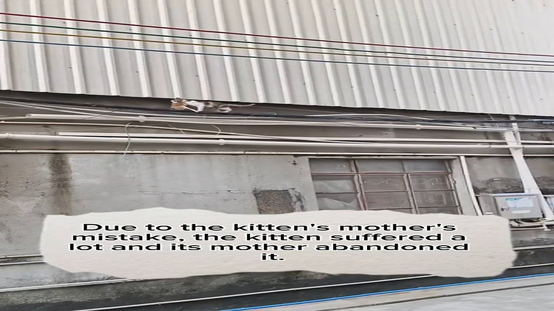 Full Story: T1507025_Something bad happened to kitten, but it healthy now