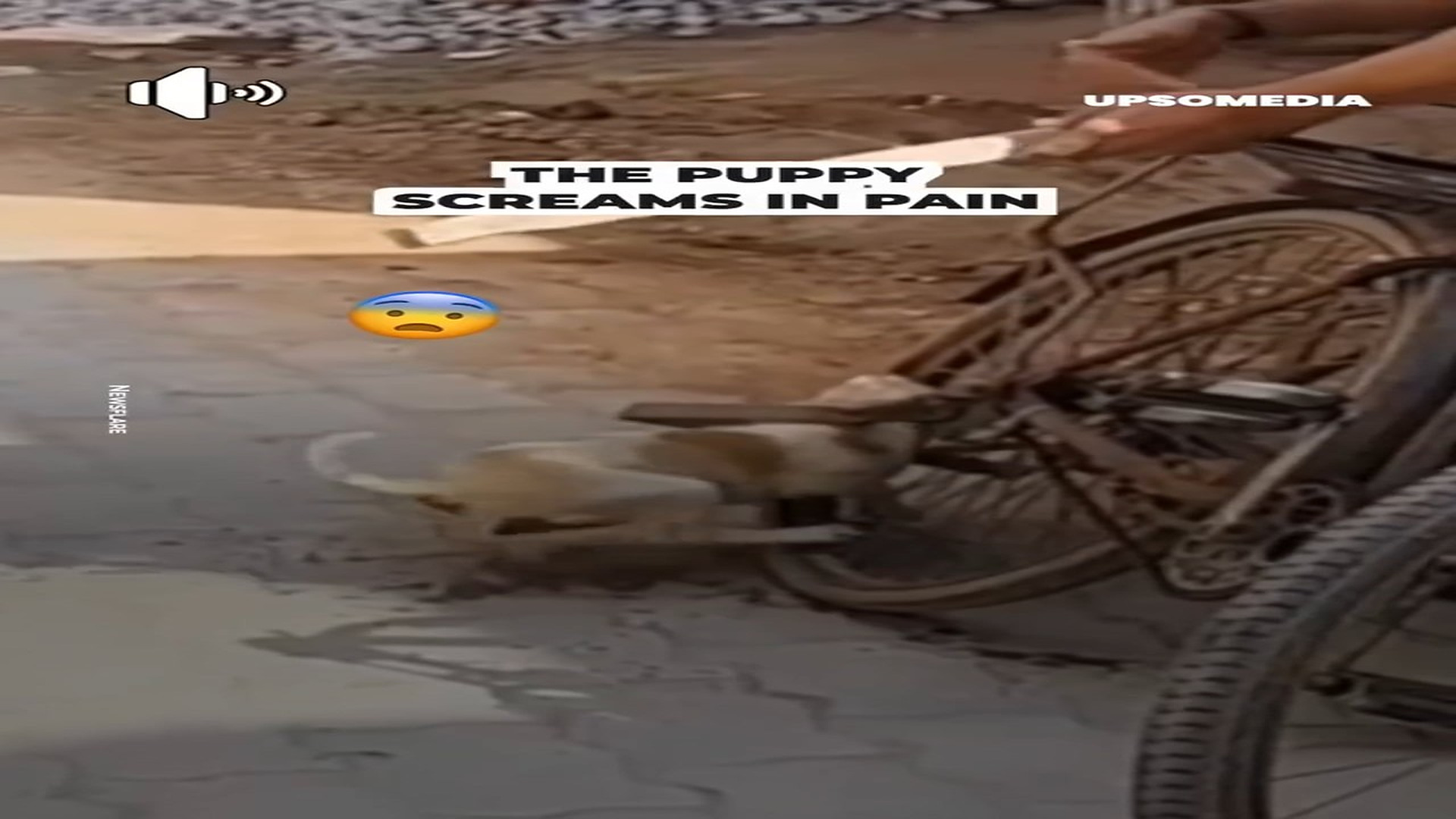 Full Story: T1507021_Puppy gets caught in bicycle wheel
