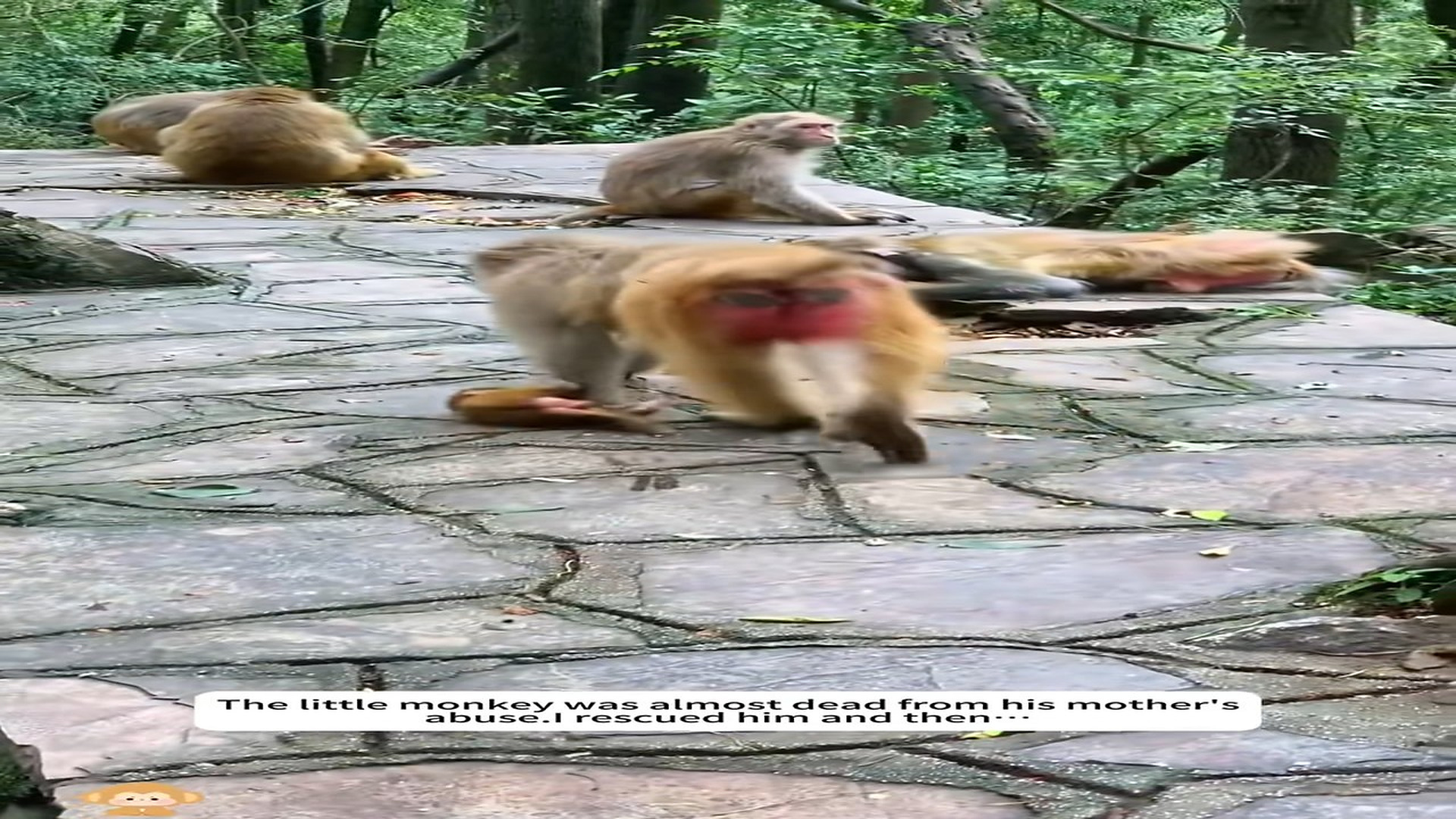 Full Story: T1507015_little monkey was almost dead his mother abuse.I rescued h