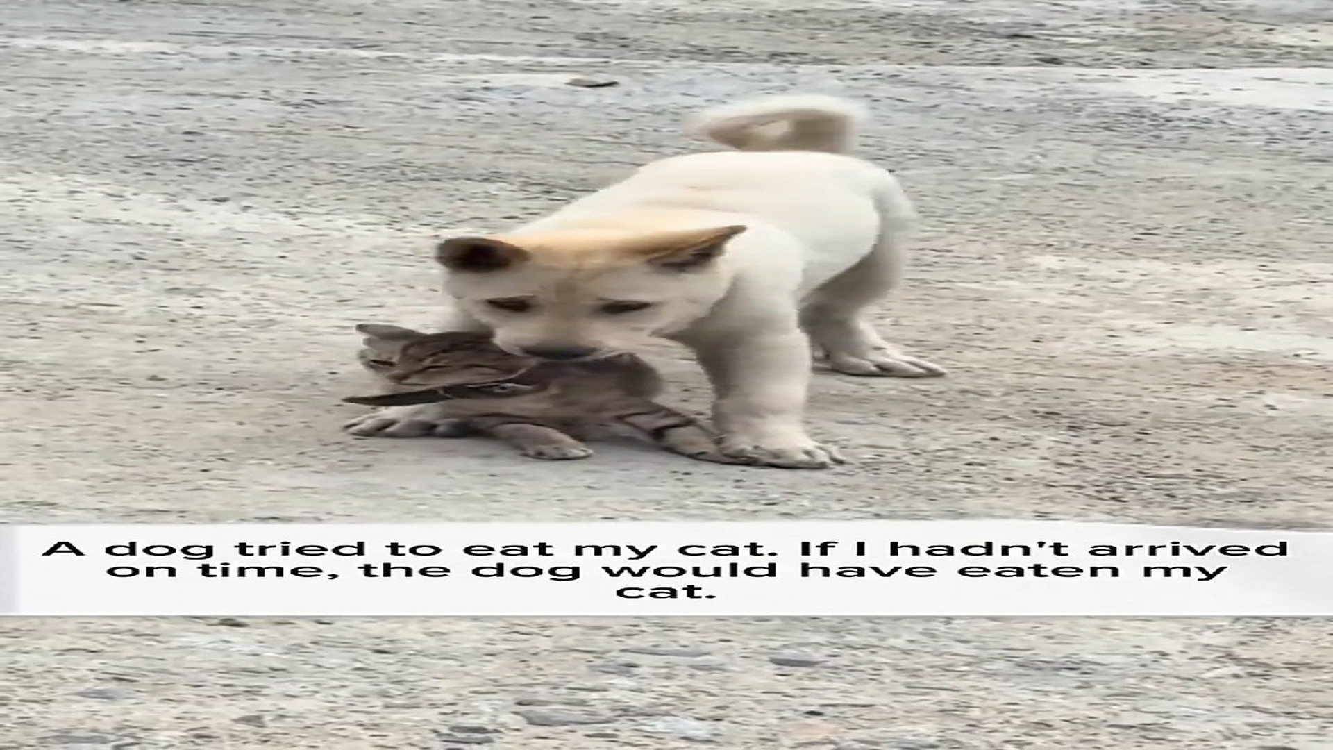 Full Story: T1507016_Helpless Animal Found Alone In The Rain