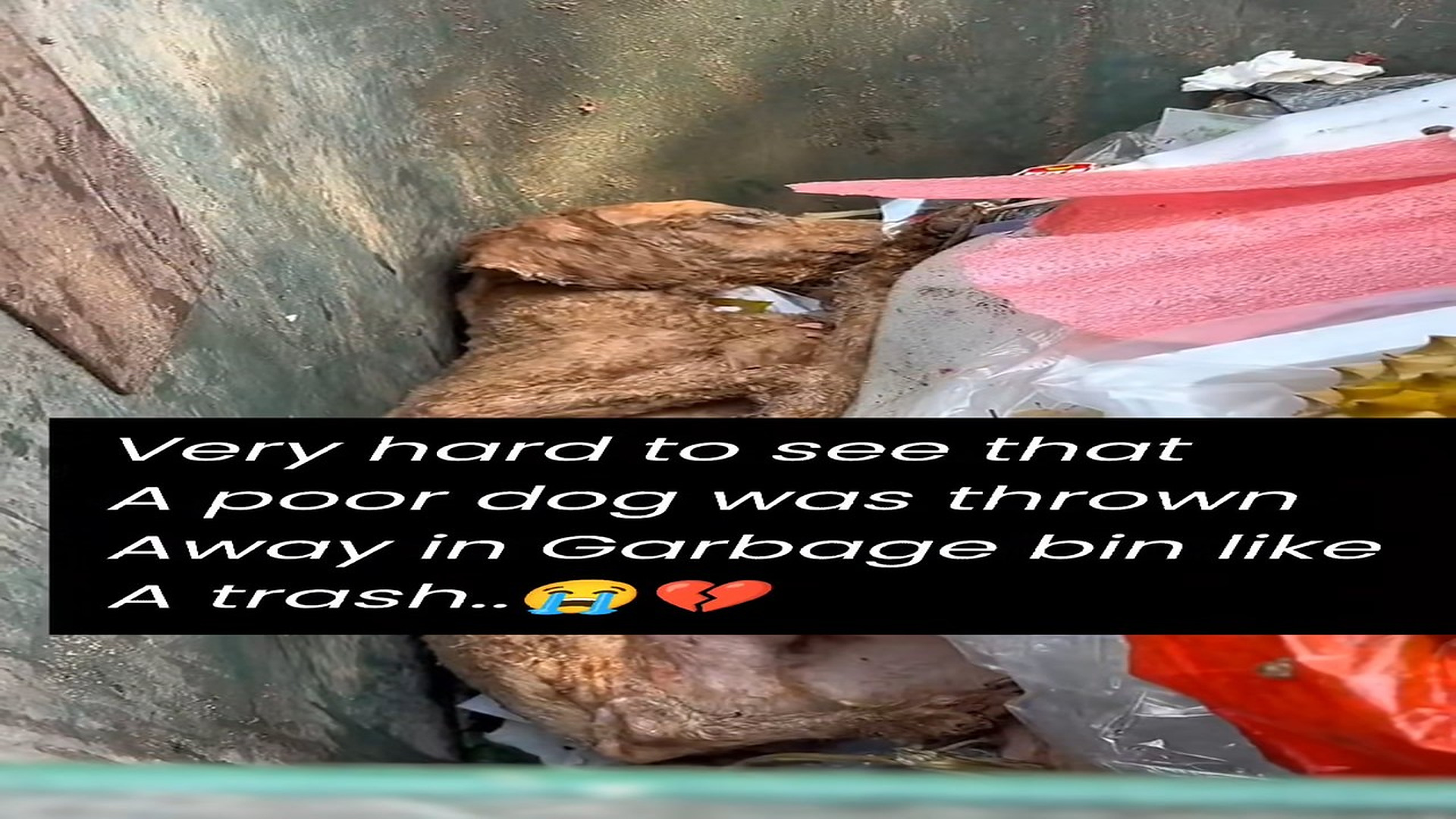 Full Story: T1507012_he was found in garbage bin gasping hard sick hungry,how he rescu (1)