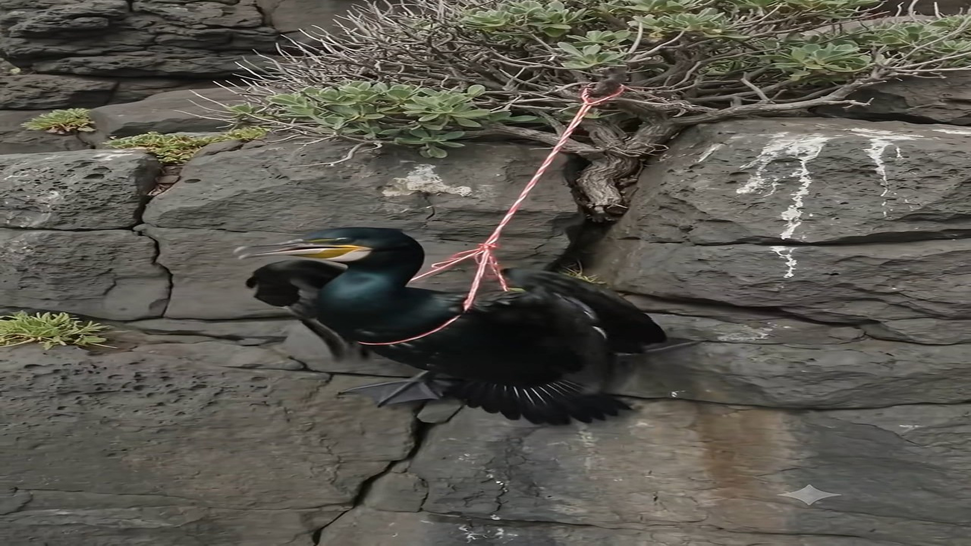 Full Story: T1507009_Golden Retriever hero rescues cormorant trapped in tangled kite str