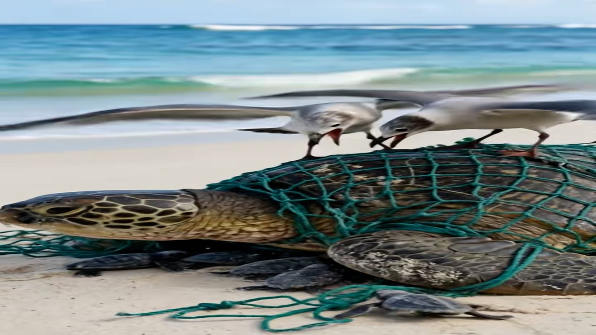 Full Story: T1507011_Golden Retriever Saves Trapped Sea Turtle Family (1)