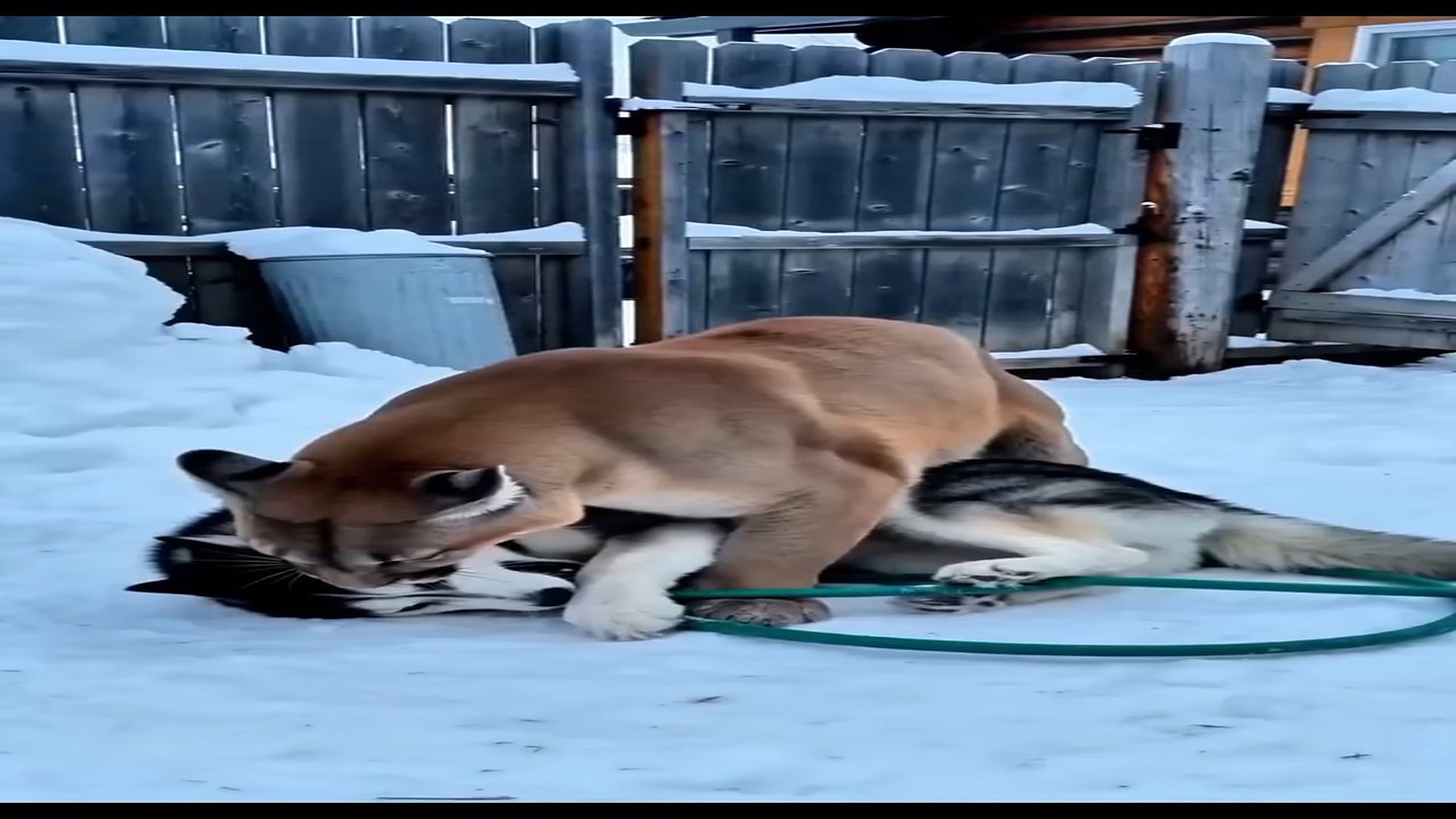 Full Story: T1507008_This Rescue Gave A Helpless Animal A New Life