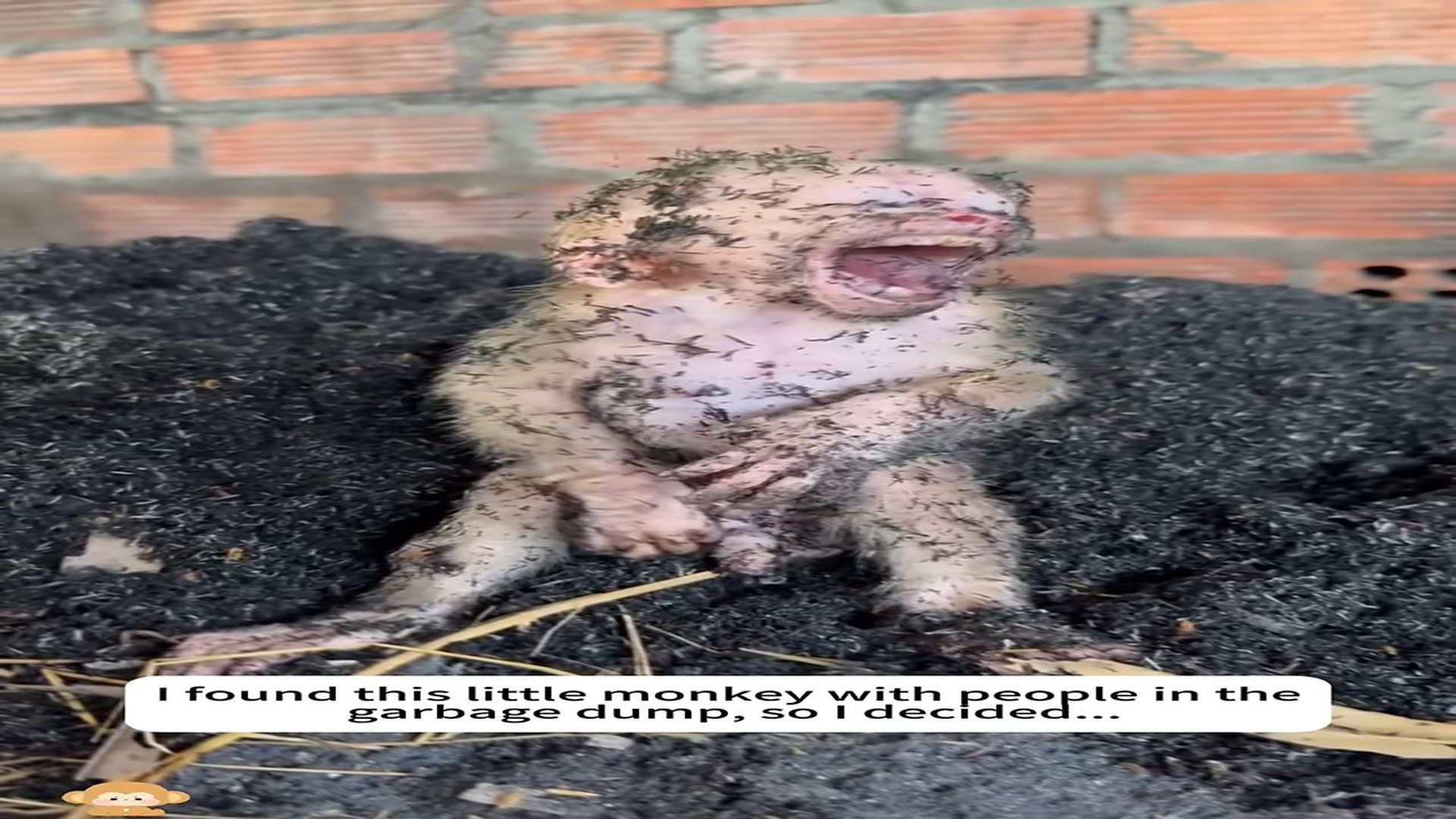 Full Story: T1507005_found little monkey people in thegarbage dump, soI decide
