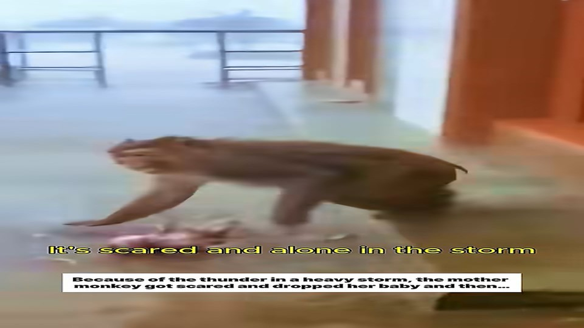 Full Story: T2007005_Adopted baby monkey after its mother left it behind