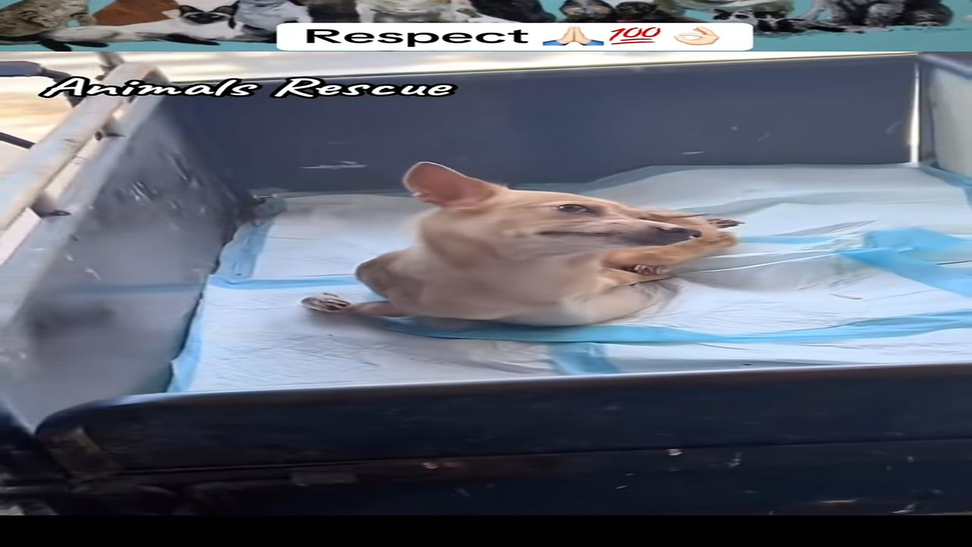 Full Story: T2007008_Animals Rescue