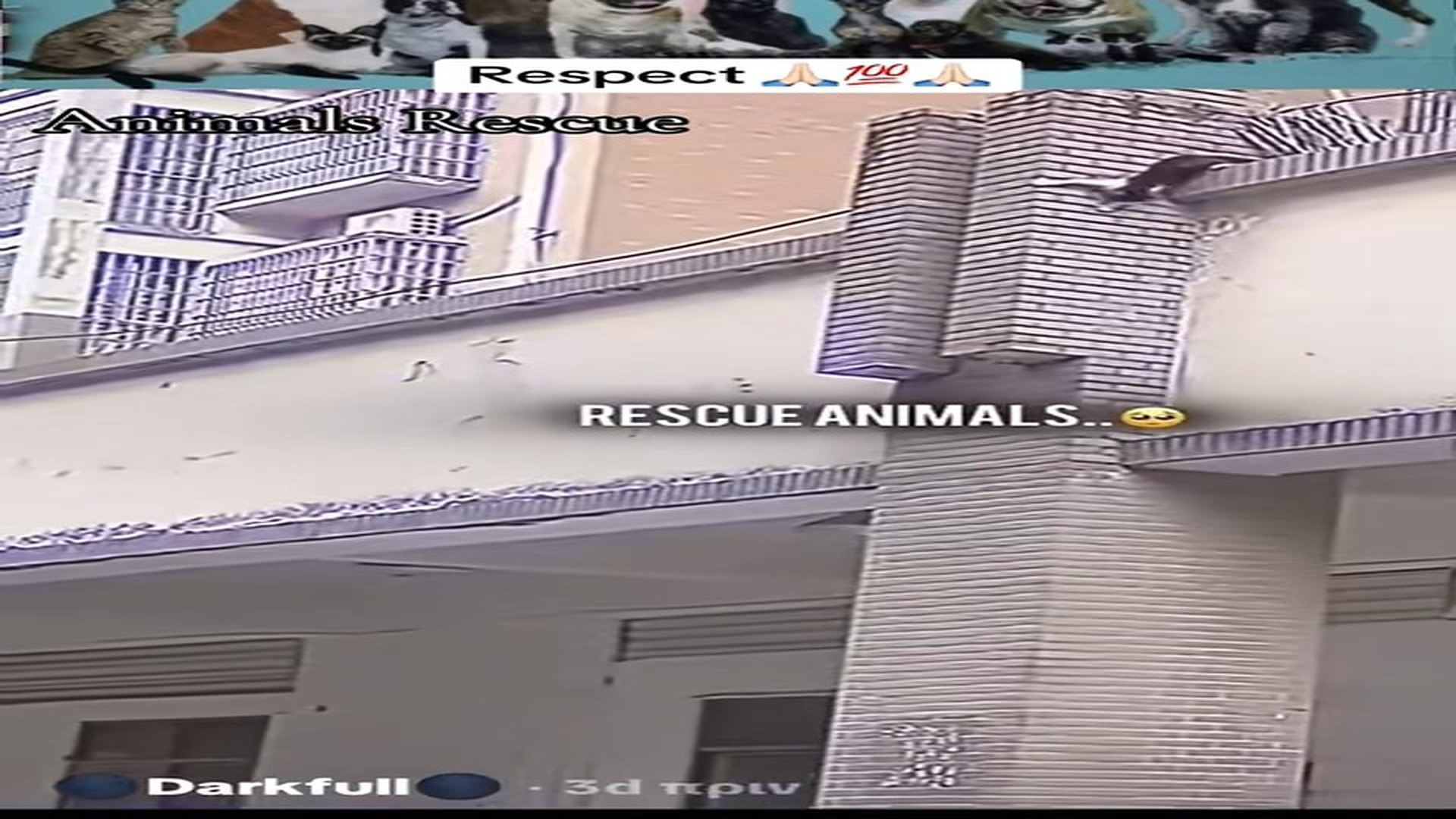 Full Story: T2007009_Poor Animal Cries Until Help Finally Arrives
