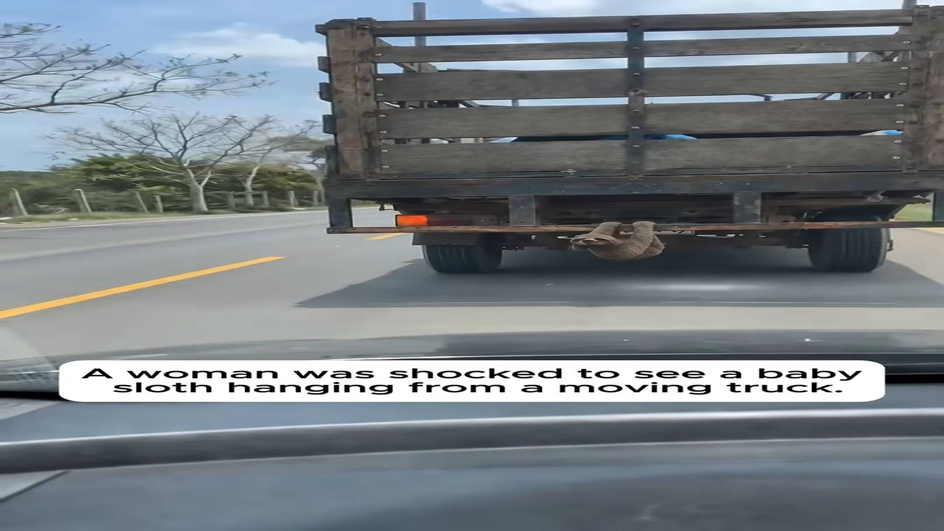 Full Story: T2007016_Frightened Baby Sloth Was Trapped On Moving Truck