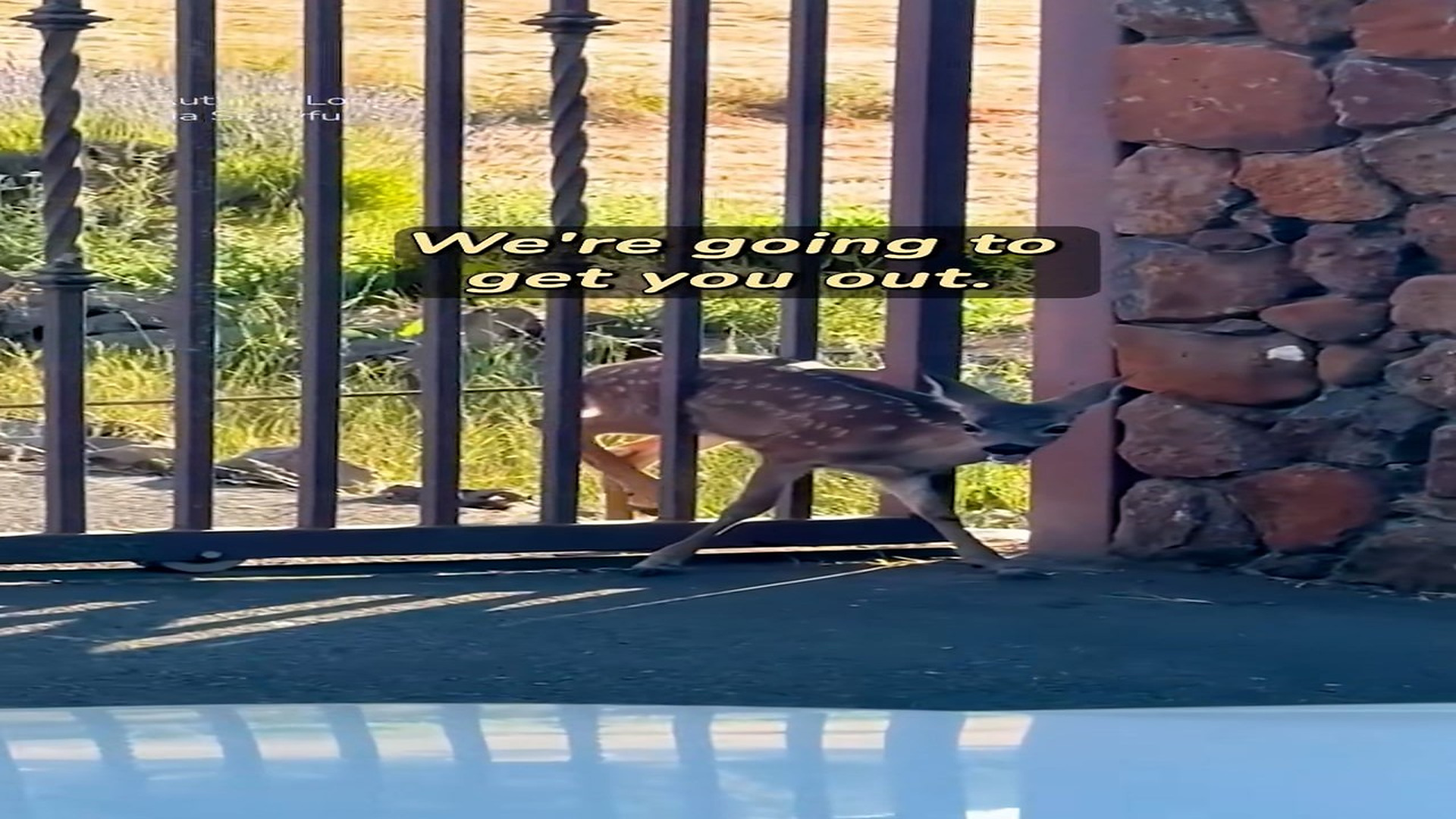 Full Story: T2007022_man overcame his fear to save helpless baby fawn