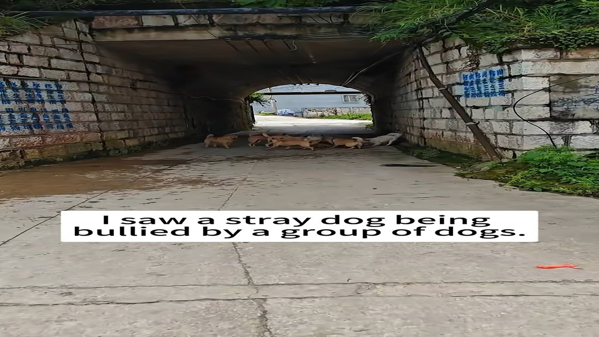 Full Story: T2007028_Rescue poor dog