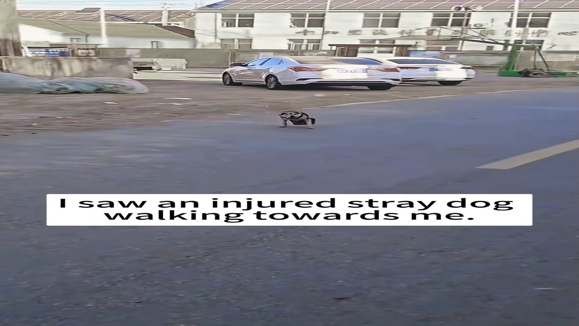 Full Story: T2007033_saw an injured stray dog walking towards me, then
