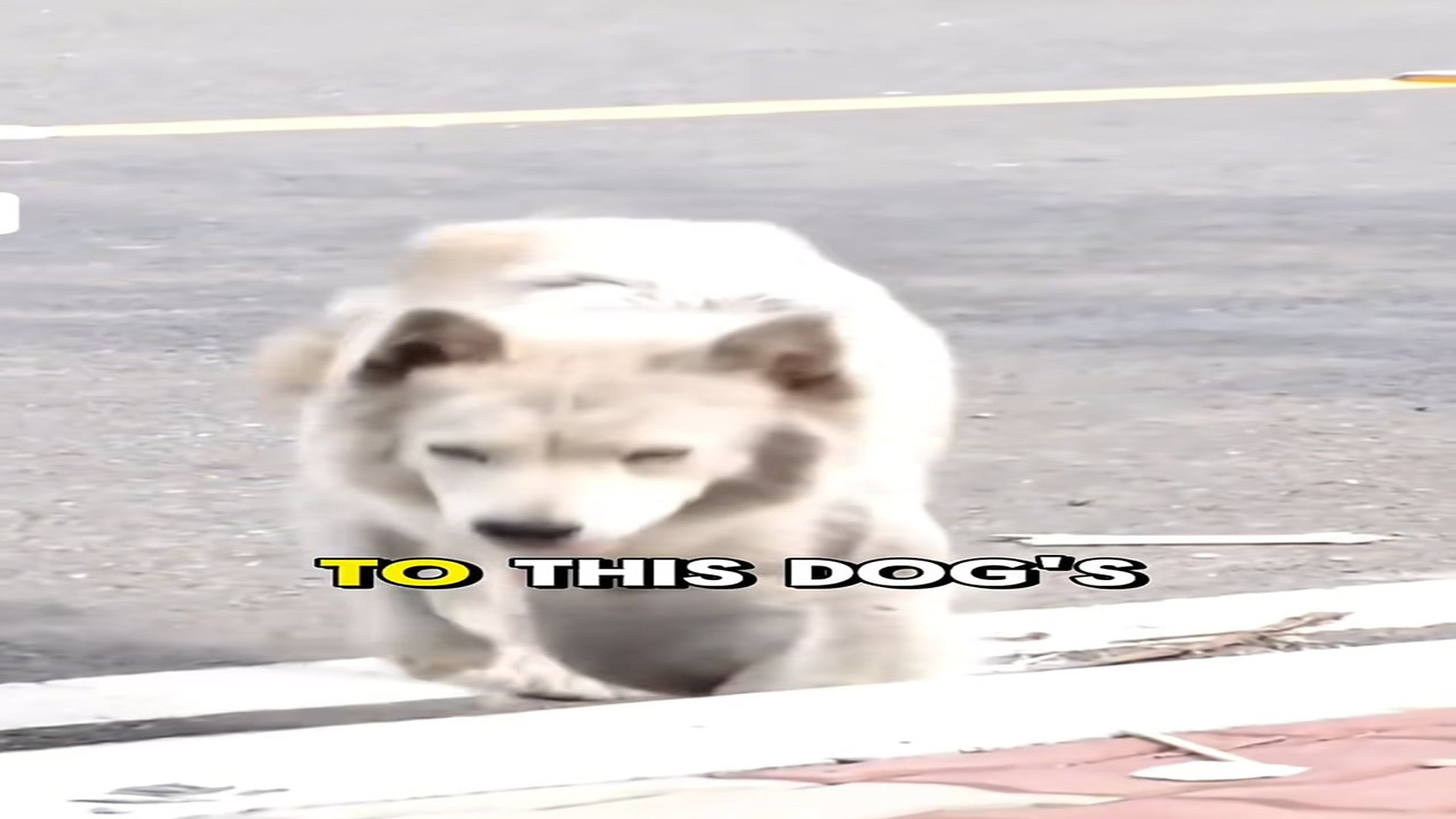 Full Story: T2007038_Animal Rescue Moment That Feels Like A Miracle