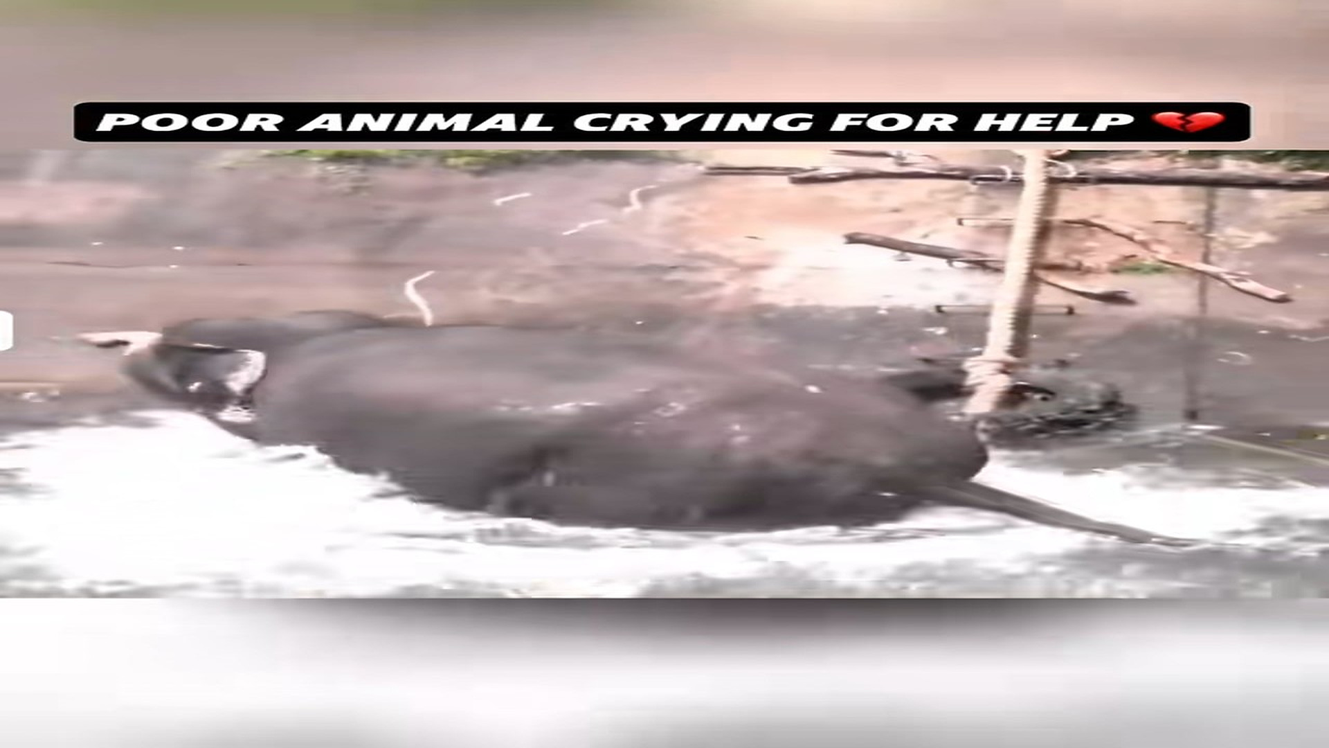 Full Story: T2007040_Would you help animal if you were in my place, elephant rescue vi