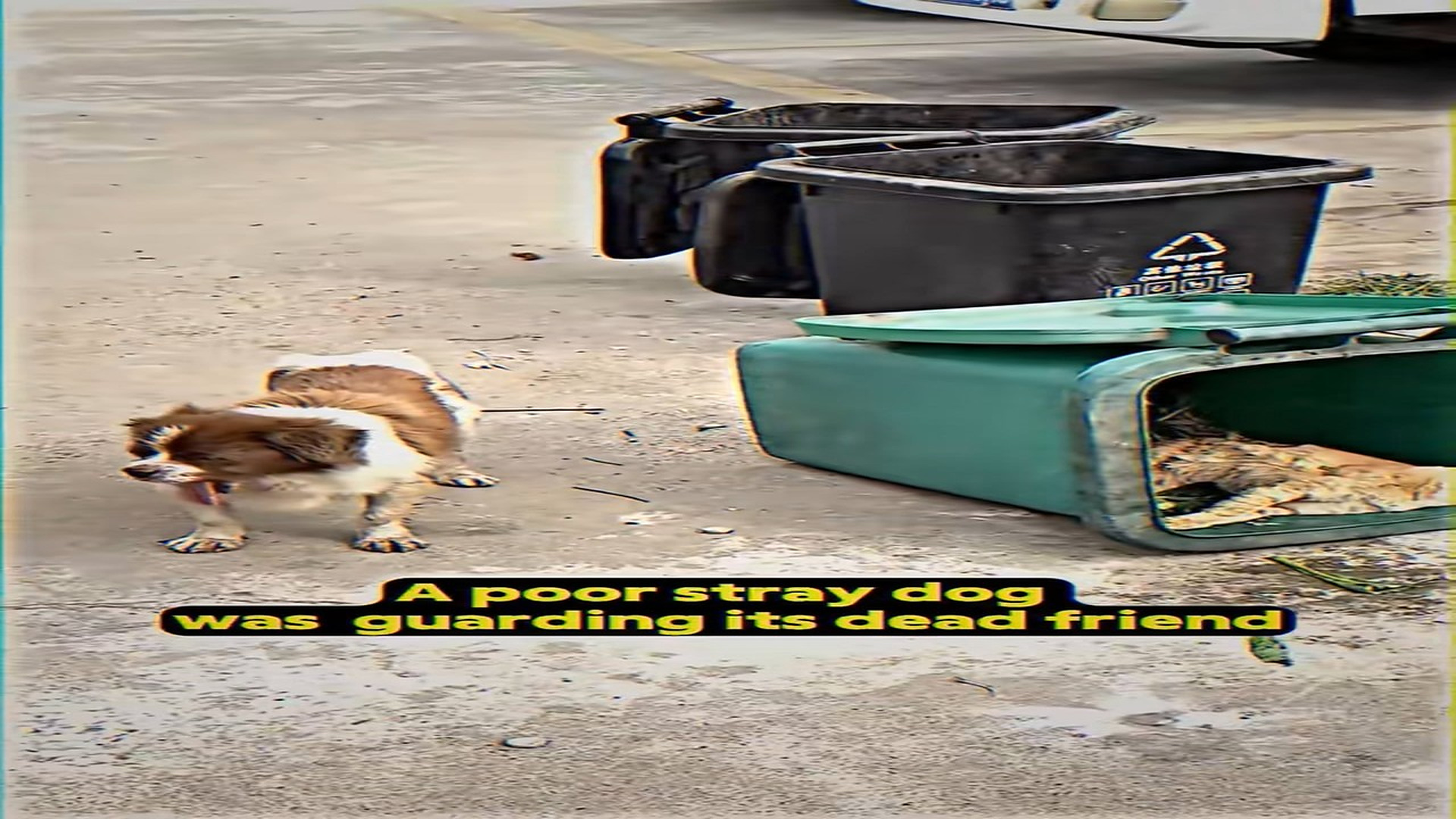 Full Story: T2107029_Helpless Animal Rescued Just In Time