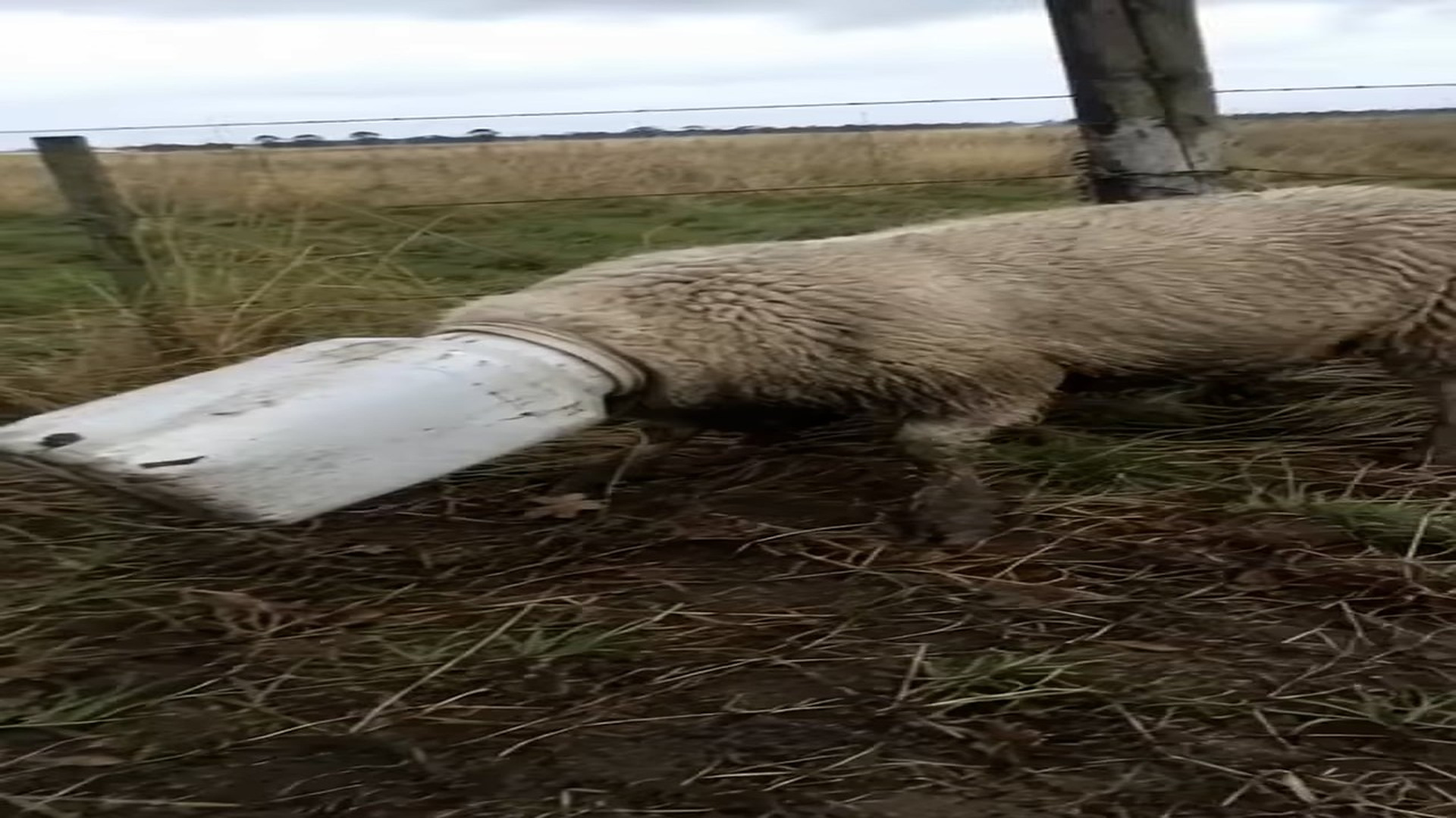 Full Story: T2107028_poor sheep got into baaad situation!