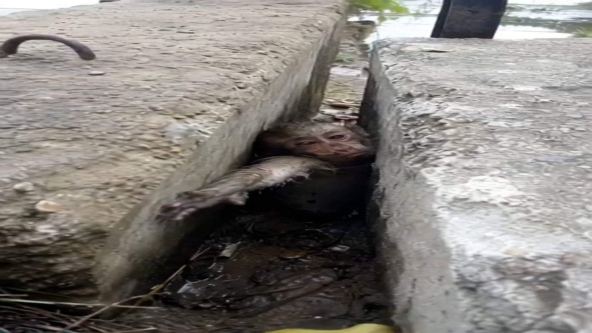 Full Story: T2107027_poor baby was trapped reaching help! had to do something
