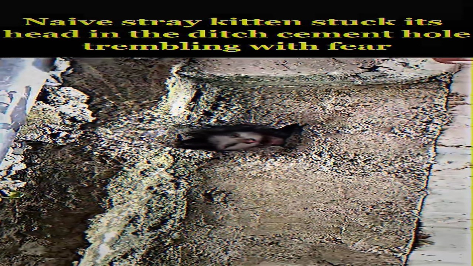 Full Story: T2107025_Naive stray kitten stuck it head in ditch cement hole trembling