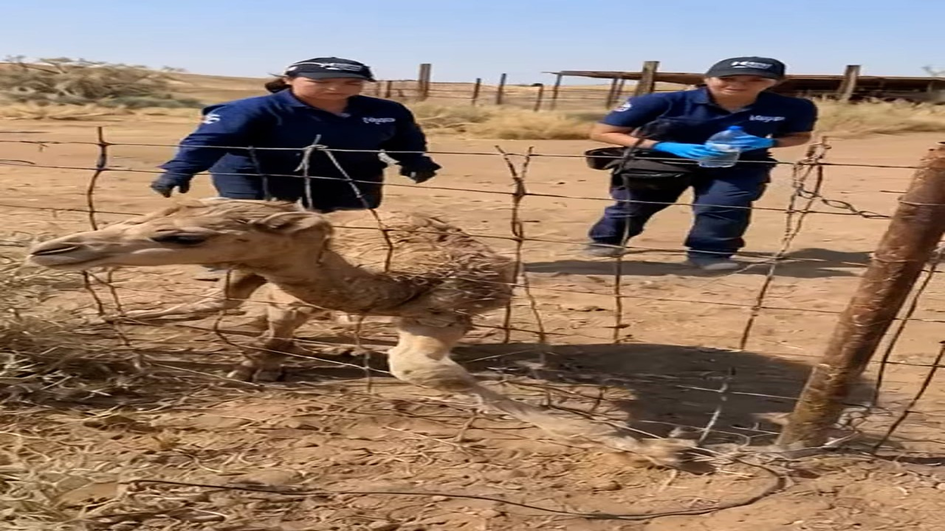 Full Story: T2107024_My heart broke when we found baby camel trapped alone